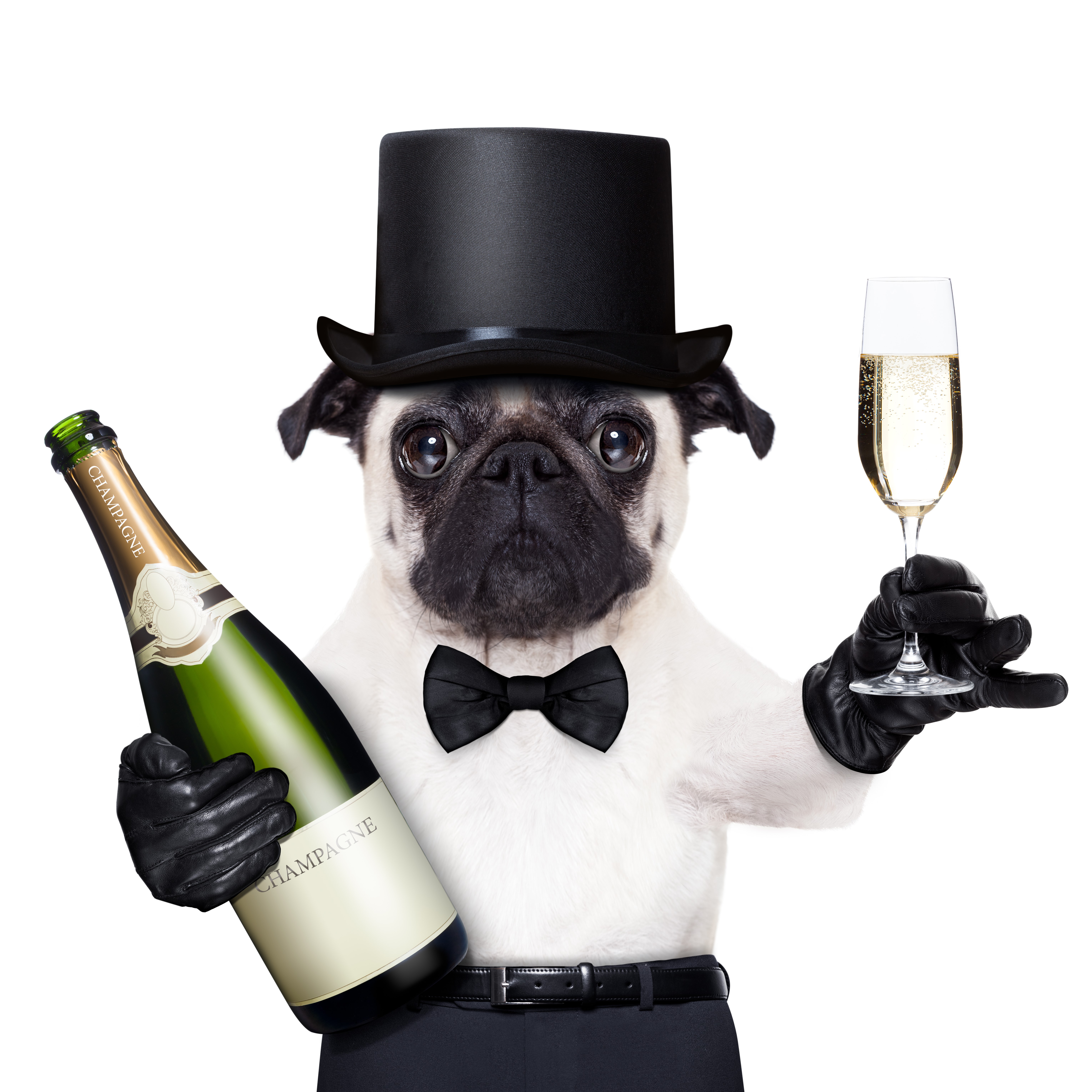 Pug in Top Hat Holding Champagne Bottle and Glass HD Wallpaper