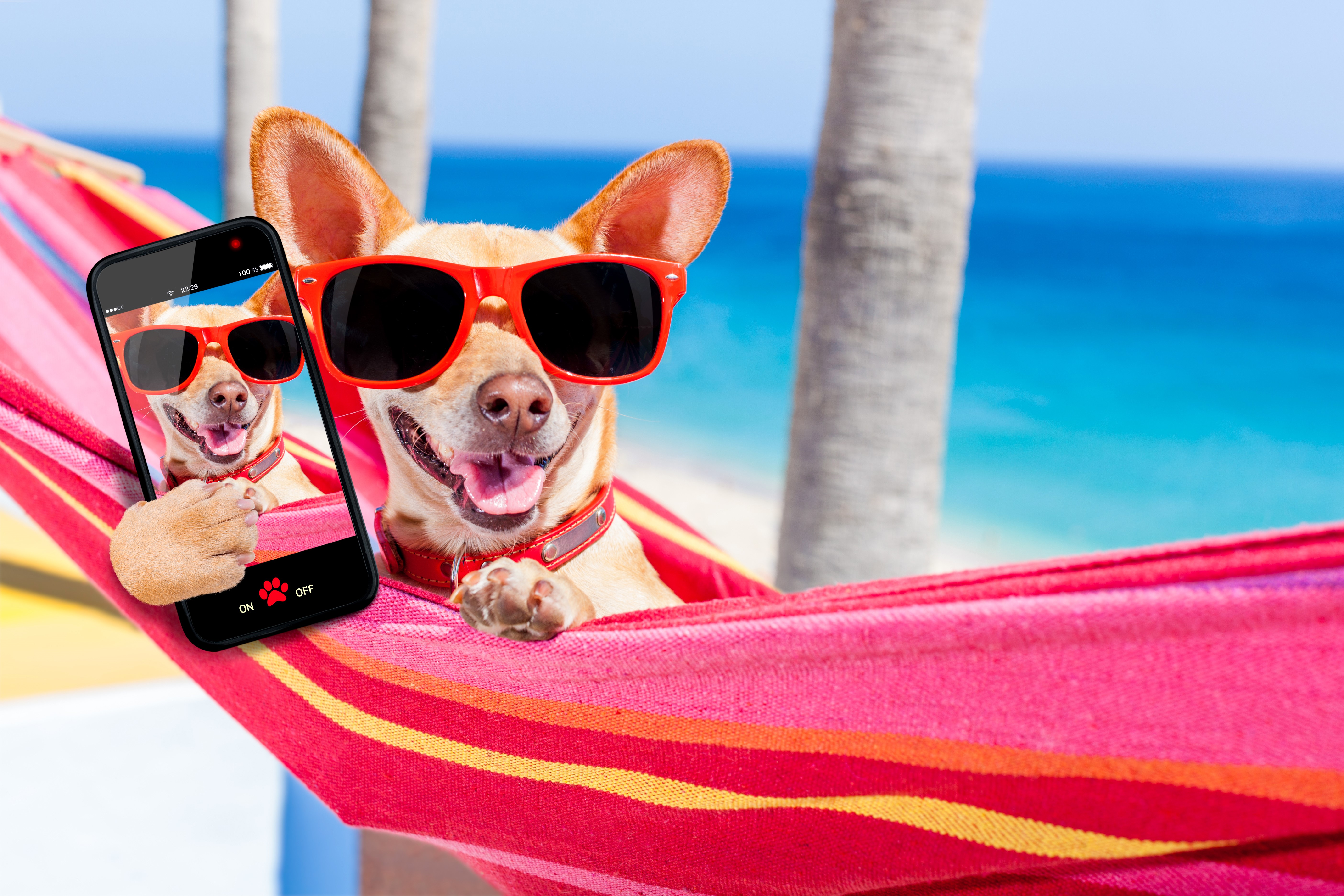 Chihuahua in Hammock Taking a Selfie HD Wallpaper