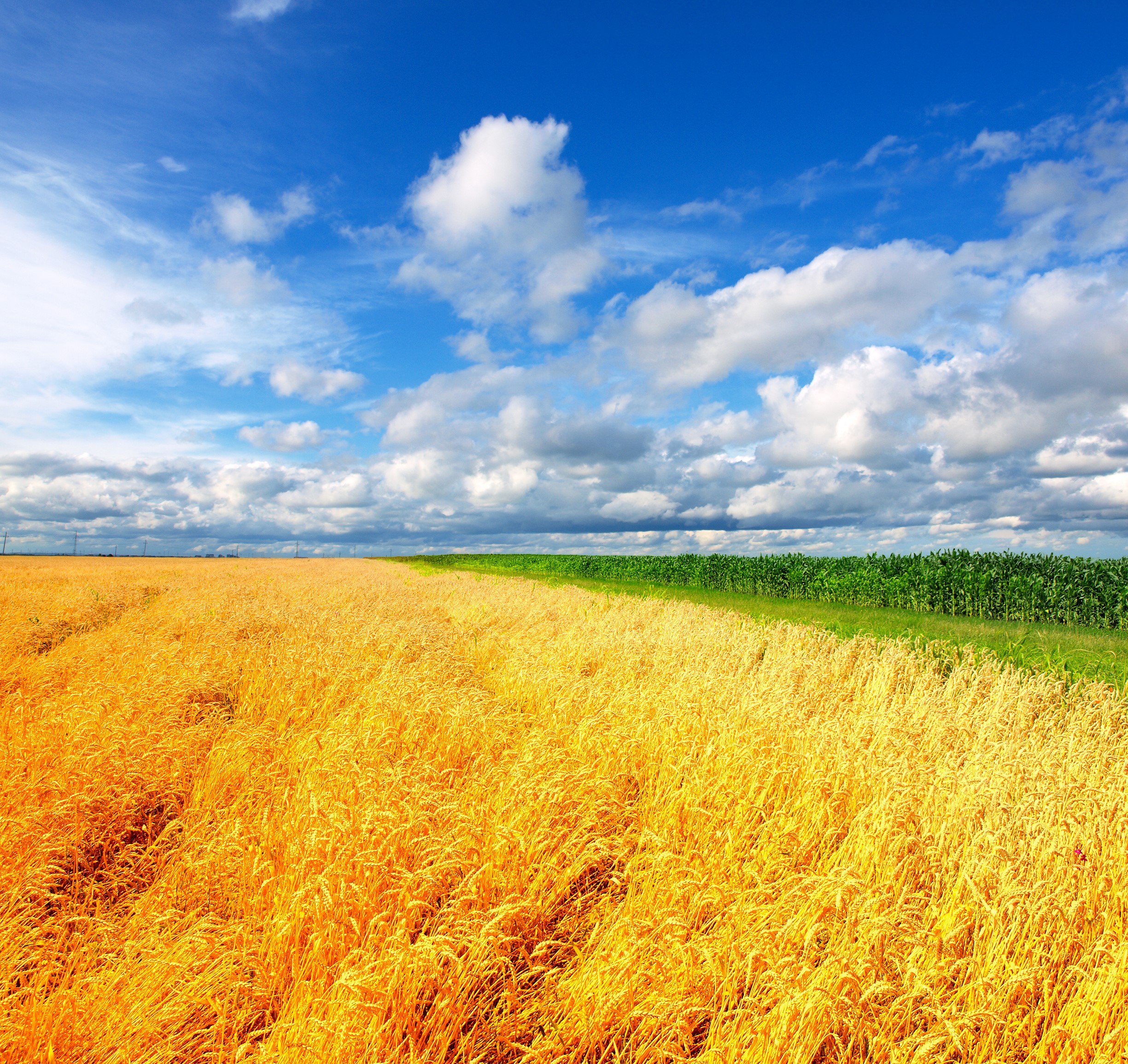 Golden wheat field and green cornfield under a blue sky with clouds HD Wallpaper