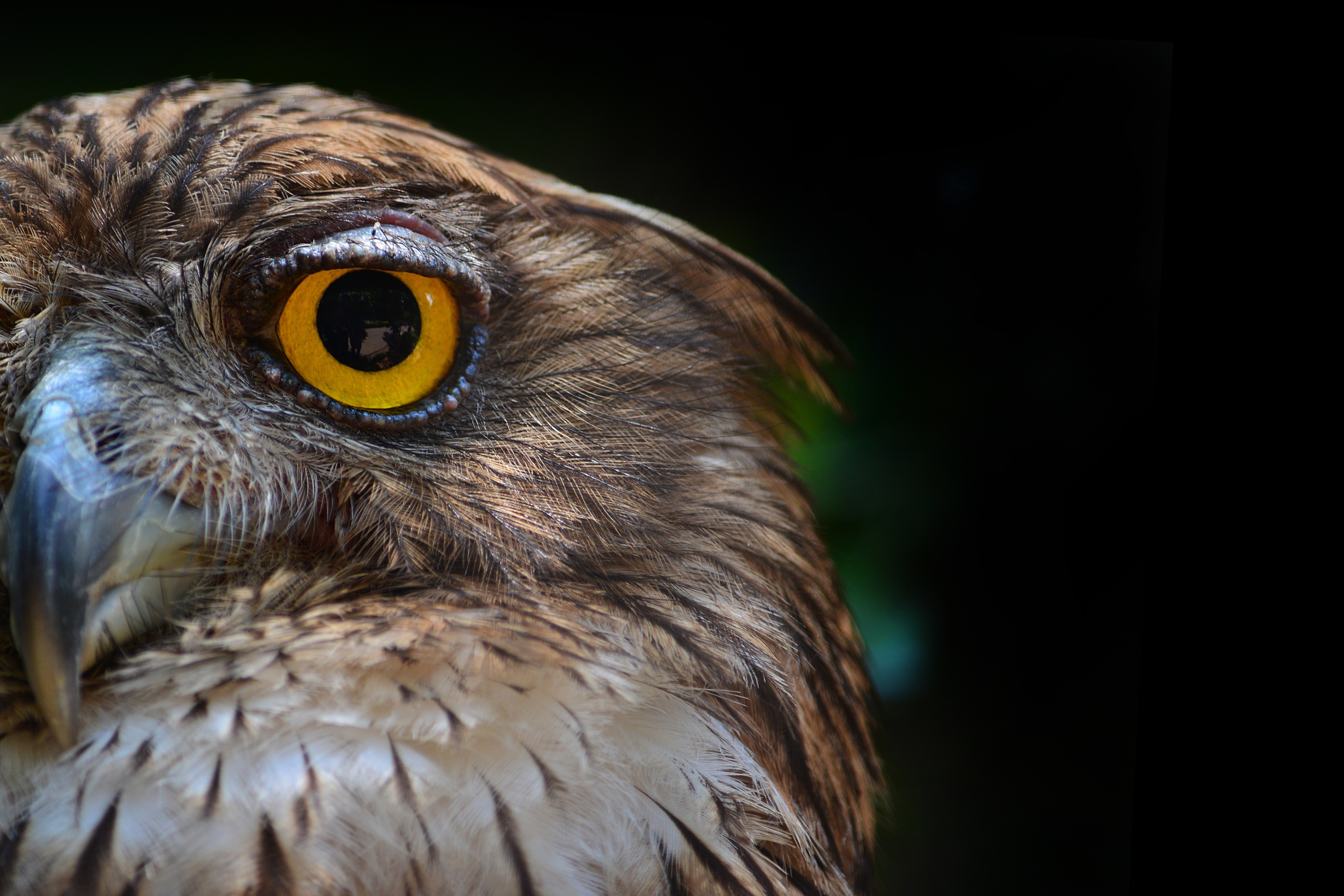 Closeup of an Owl's Eye HD Wallpaper