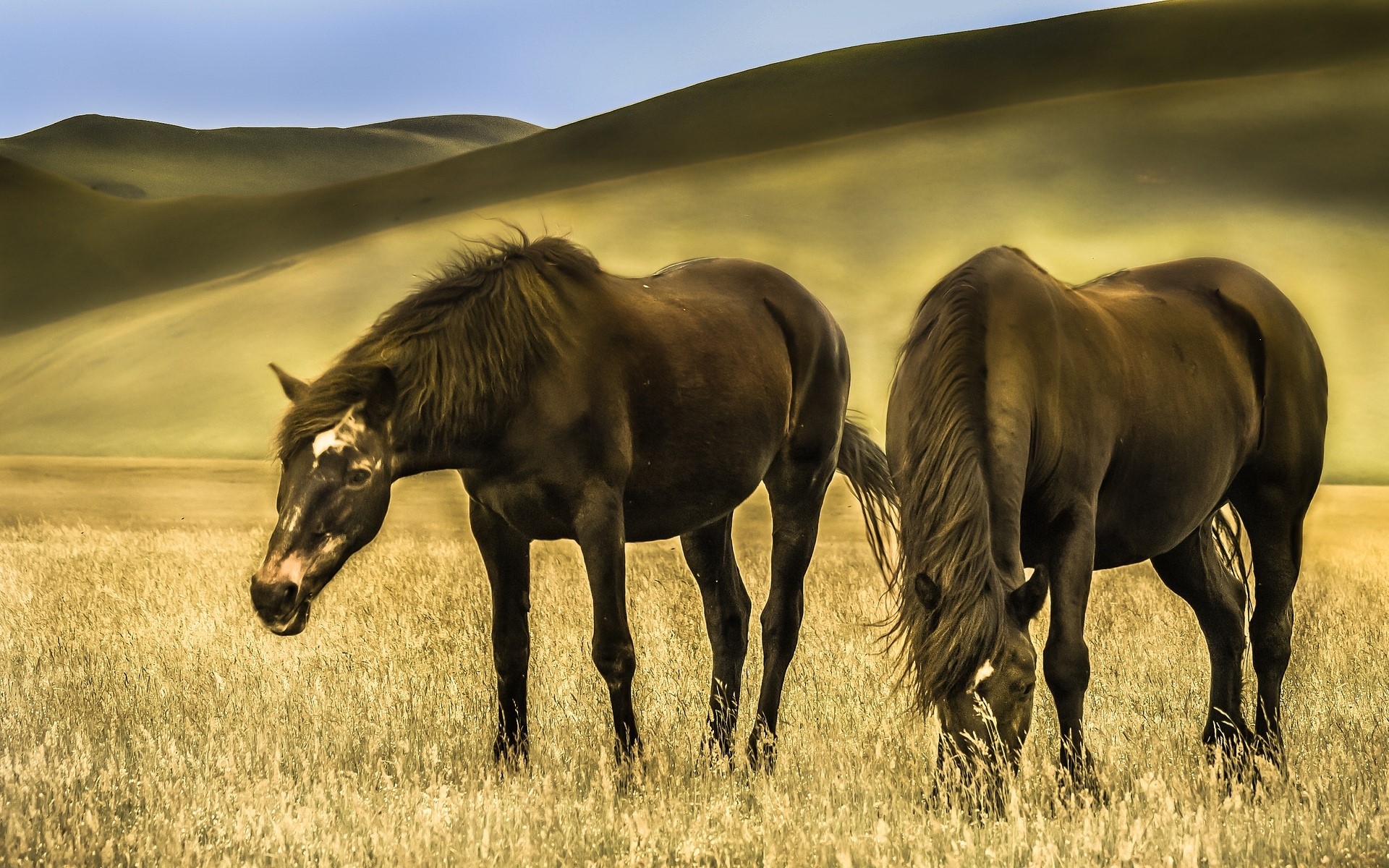 Two horses grazing in a grassy field with rolling hills HD Wallpaper