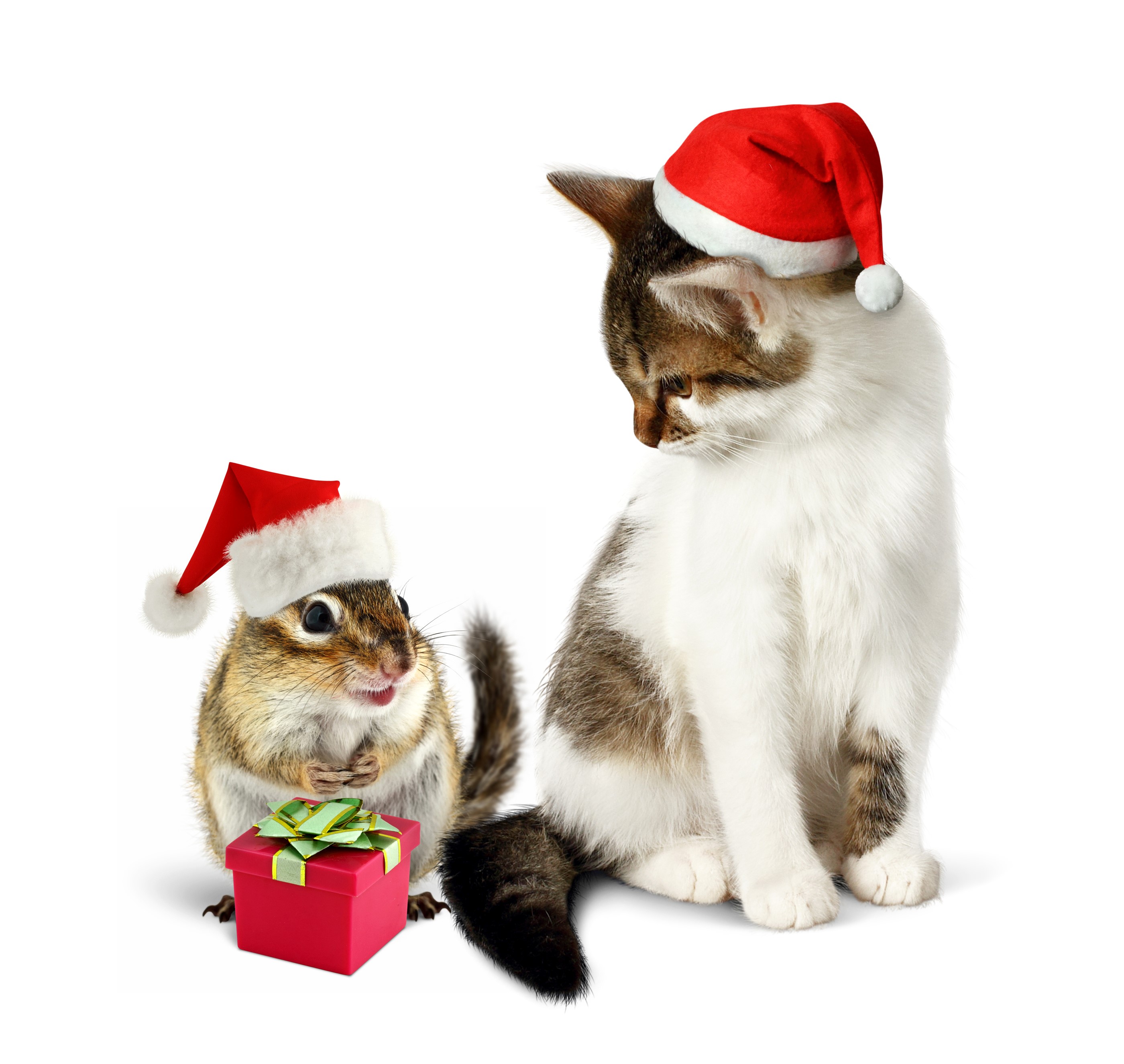 Chipmunk and kitten wearing Santa hats with gift HD Wallpaper