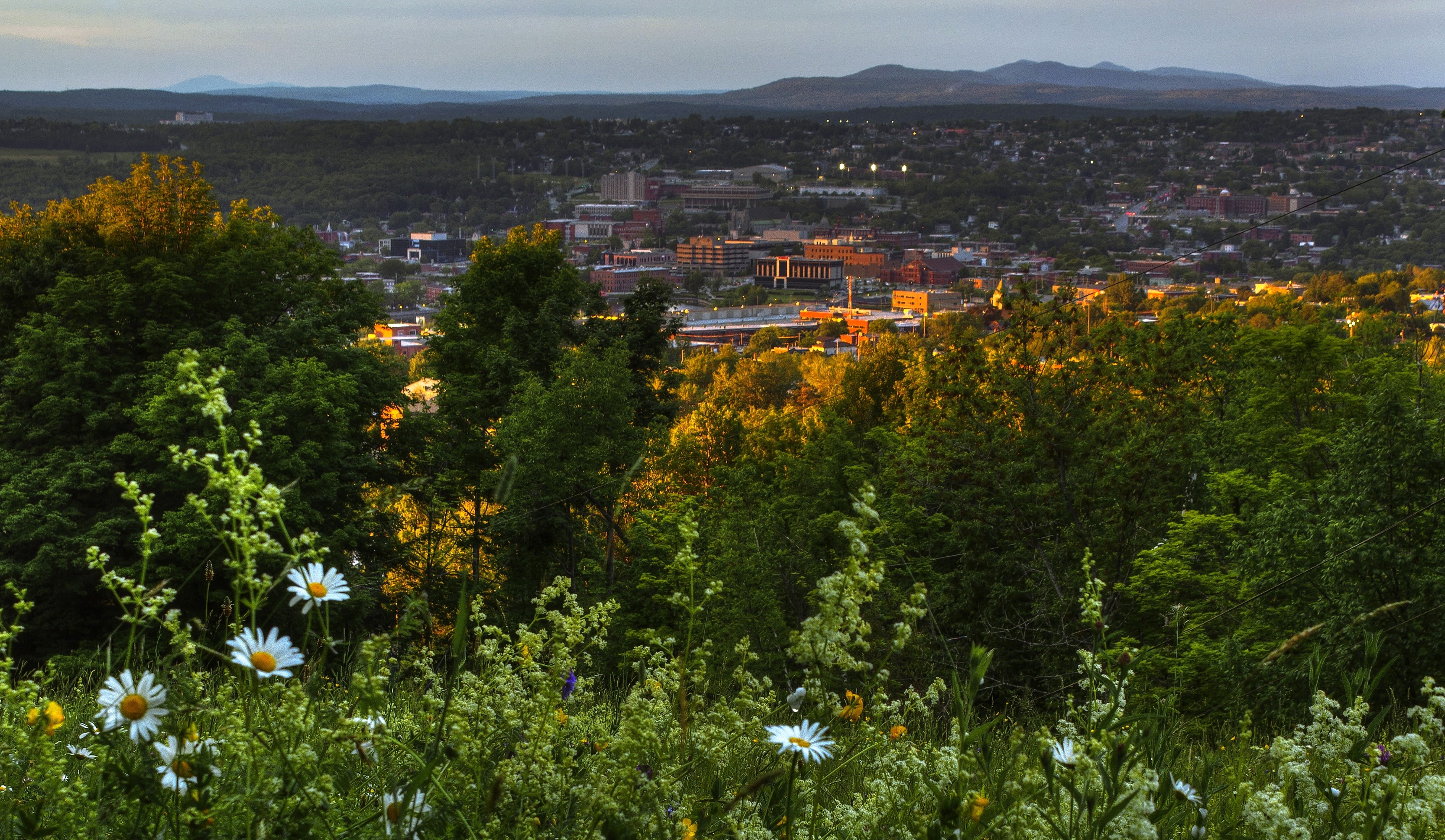 Sherbrooke cityscape at sunset with foreground flowers HD Wallpaper