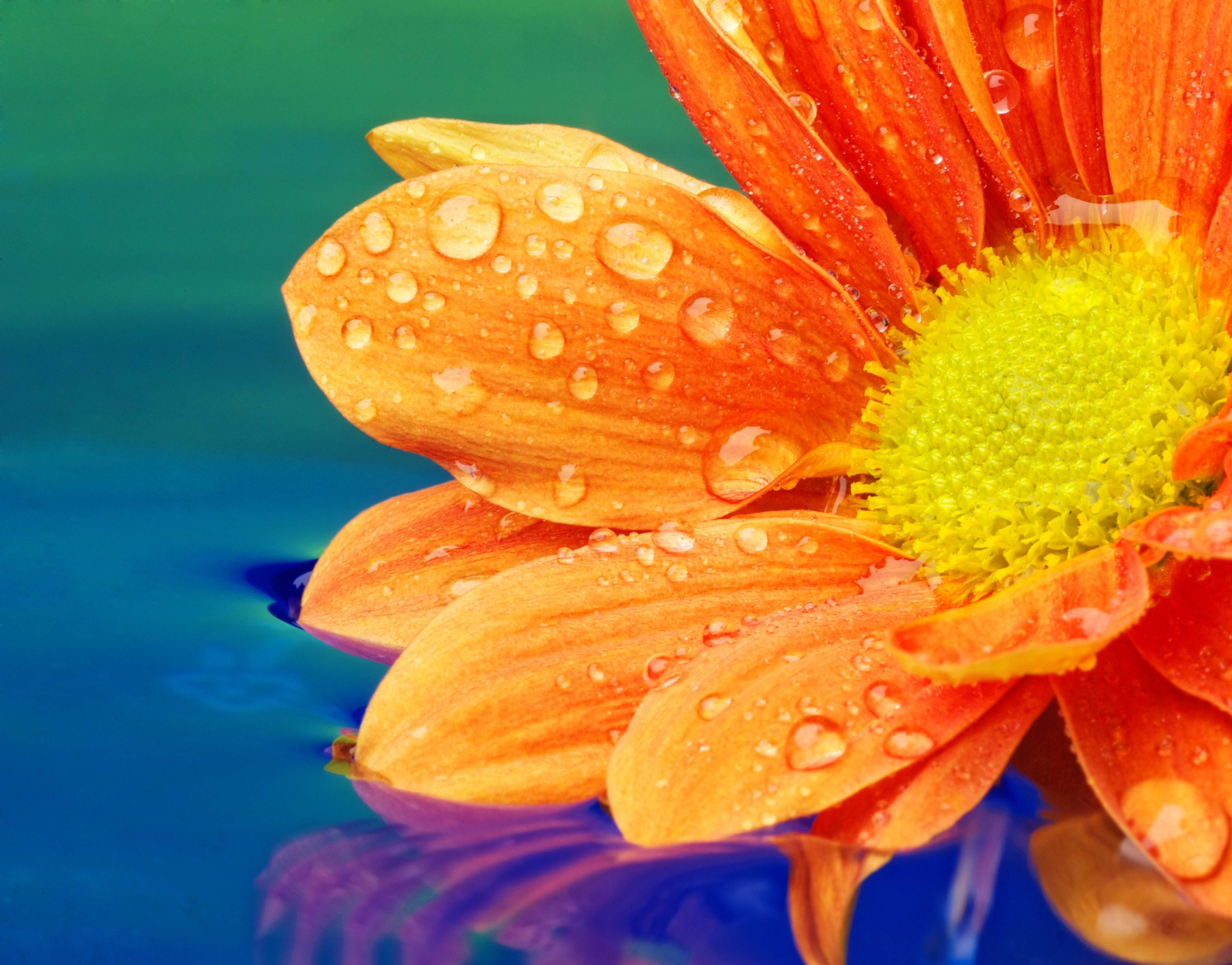 Orange Gerbera Flower with Water Drops HD Wallpaper