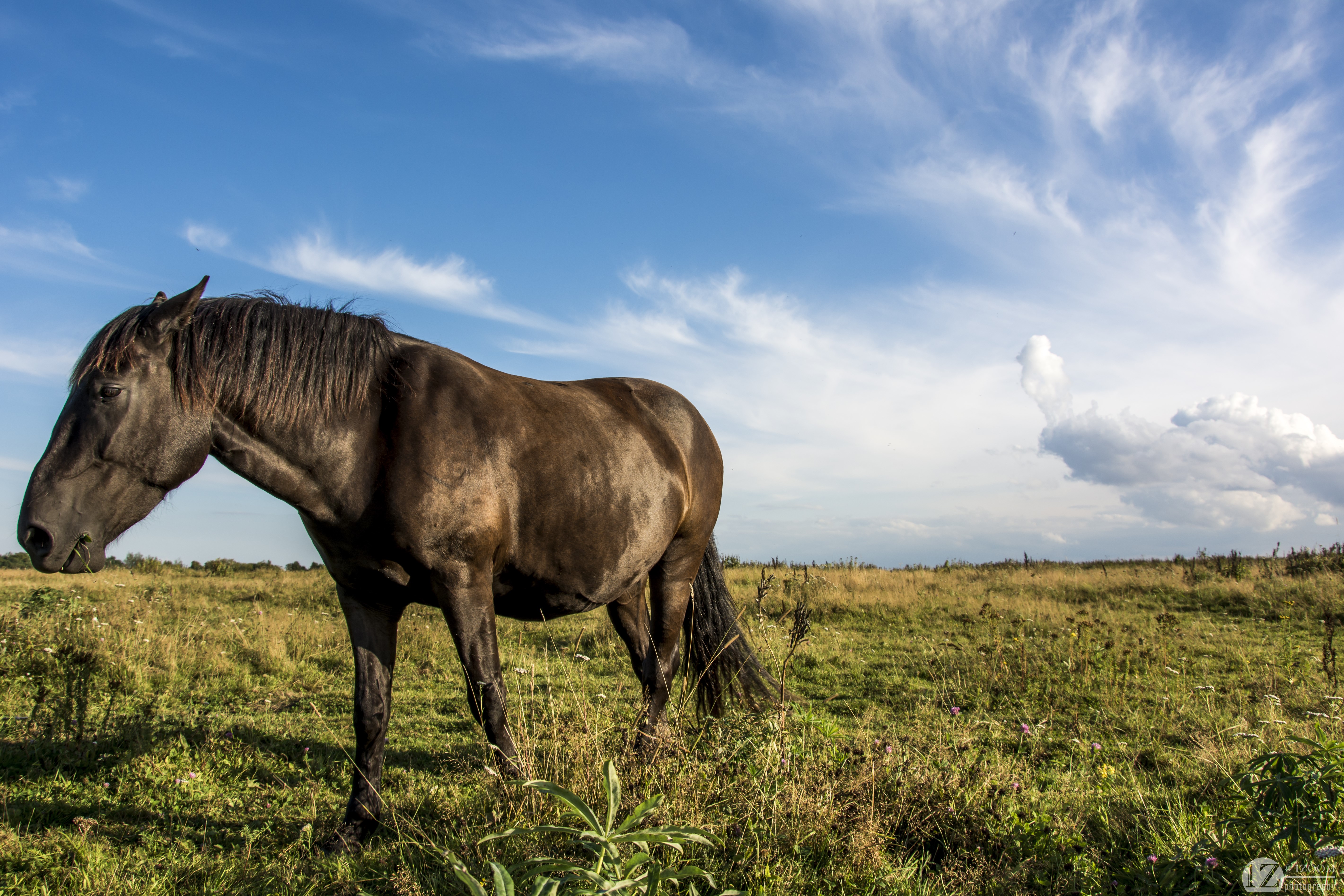 Brown horse in a grassy field under a blue sky HD Wallpaper