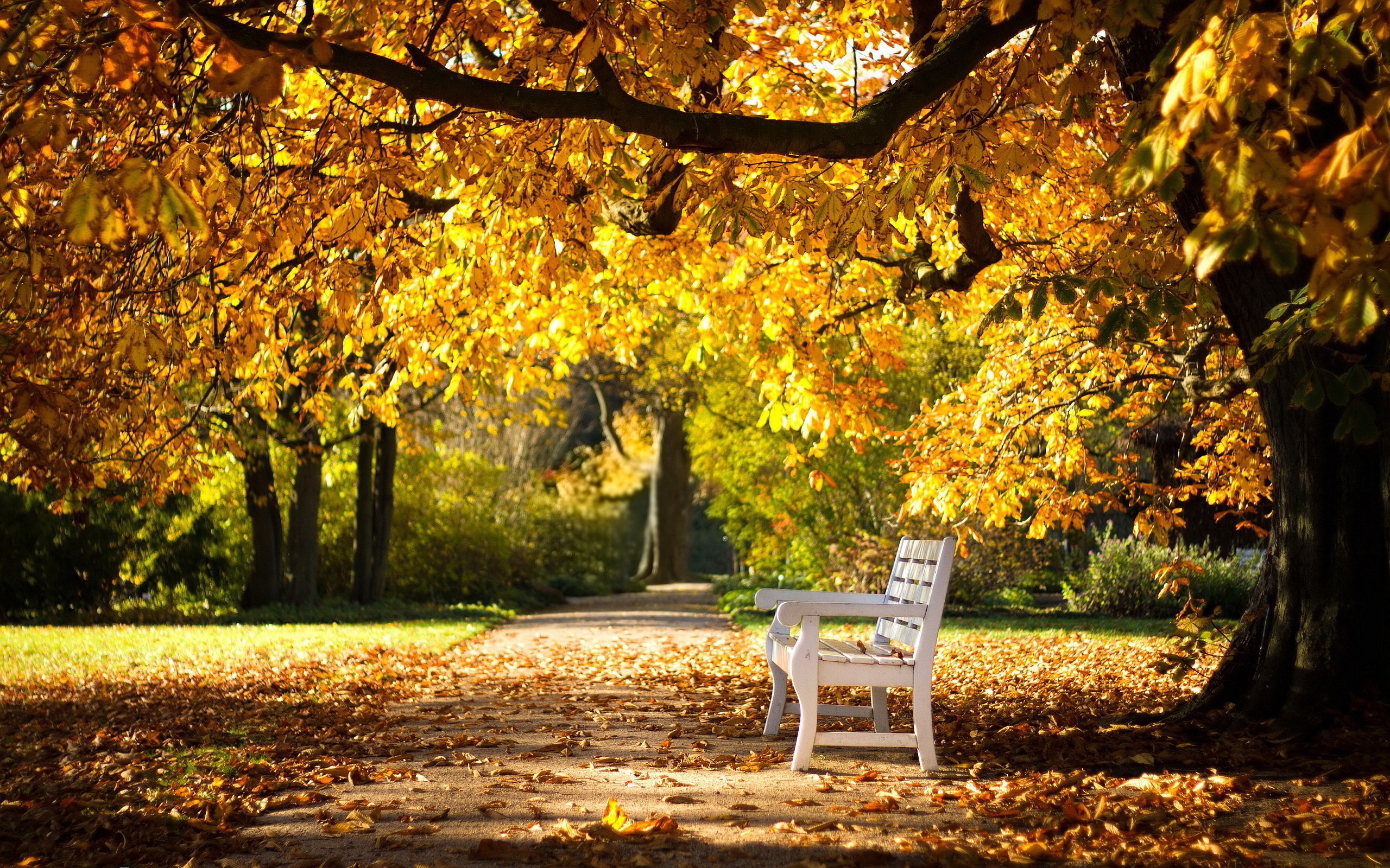 Autumn park with a white bench under a tree HD Wallpaper