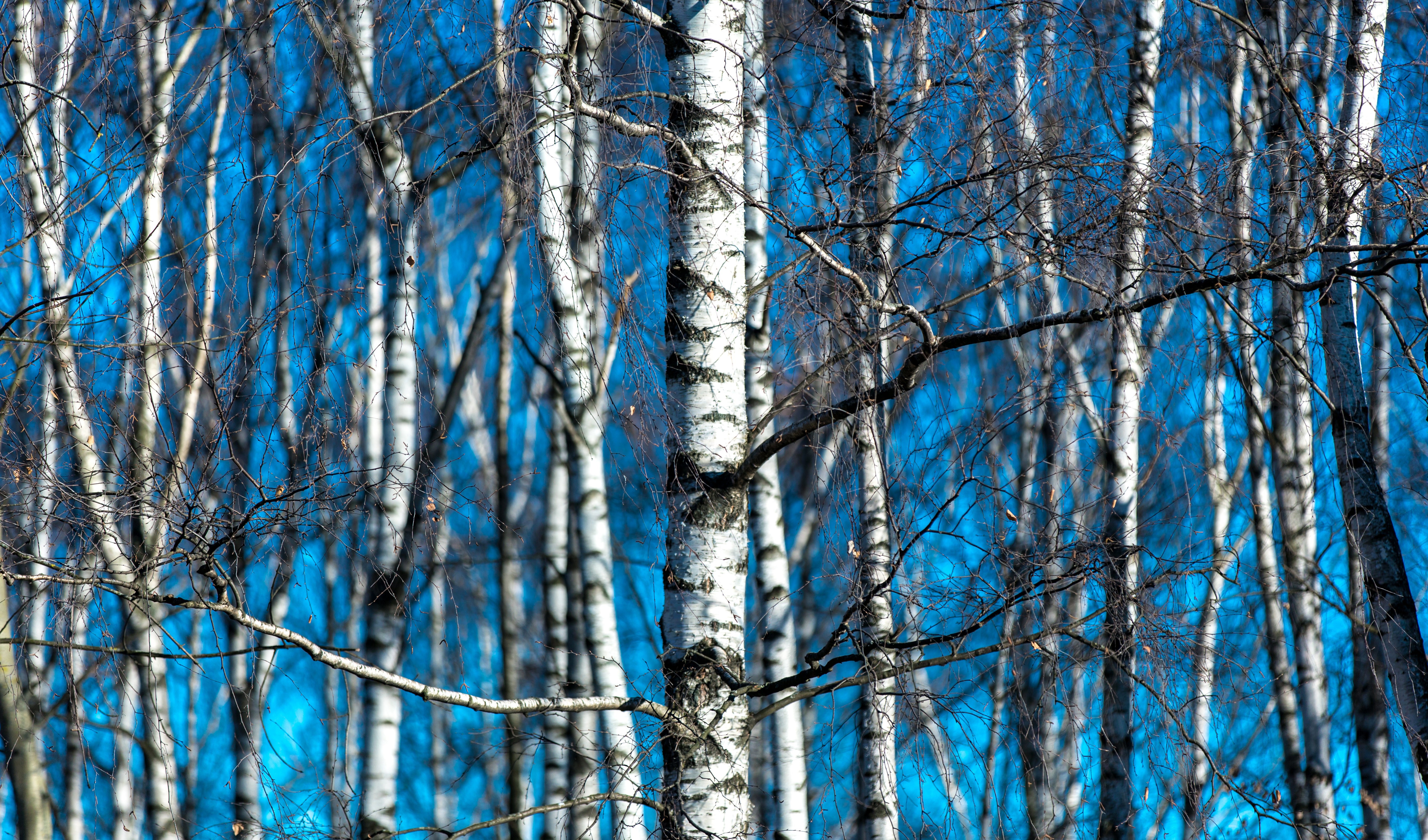 Birch trees with blue sky HD Wallpaper