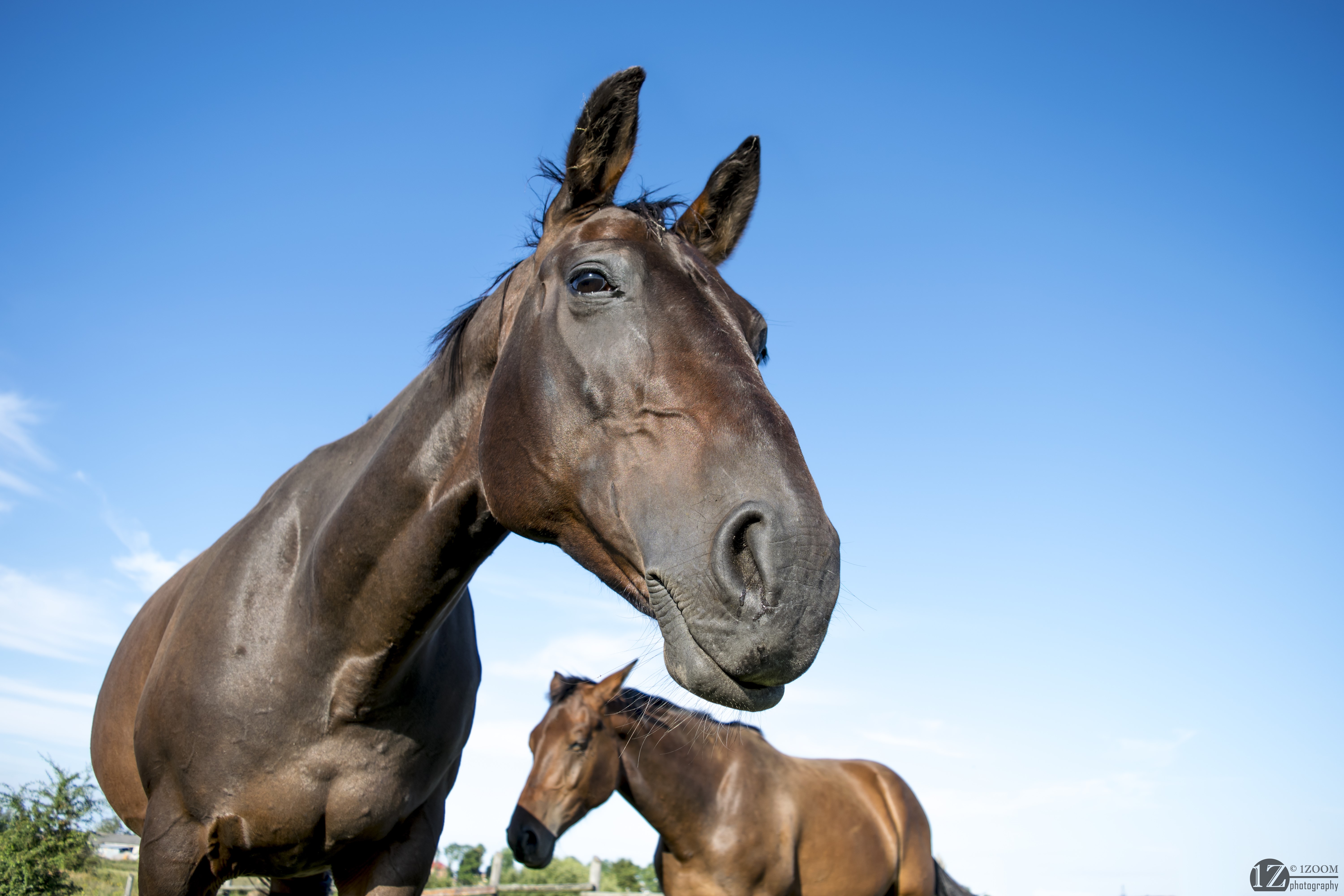 Two horses against a blue sky HD Wallpaper