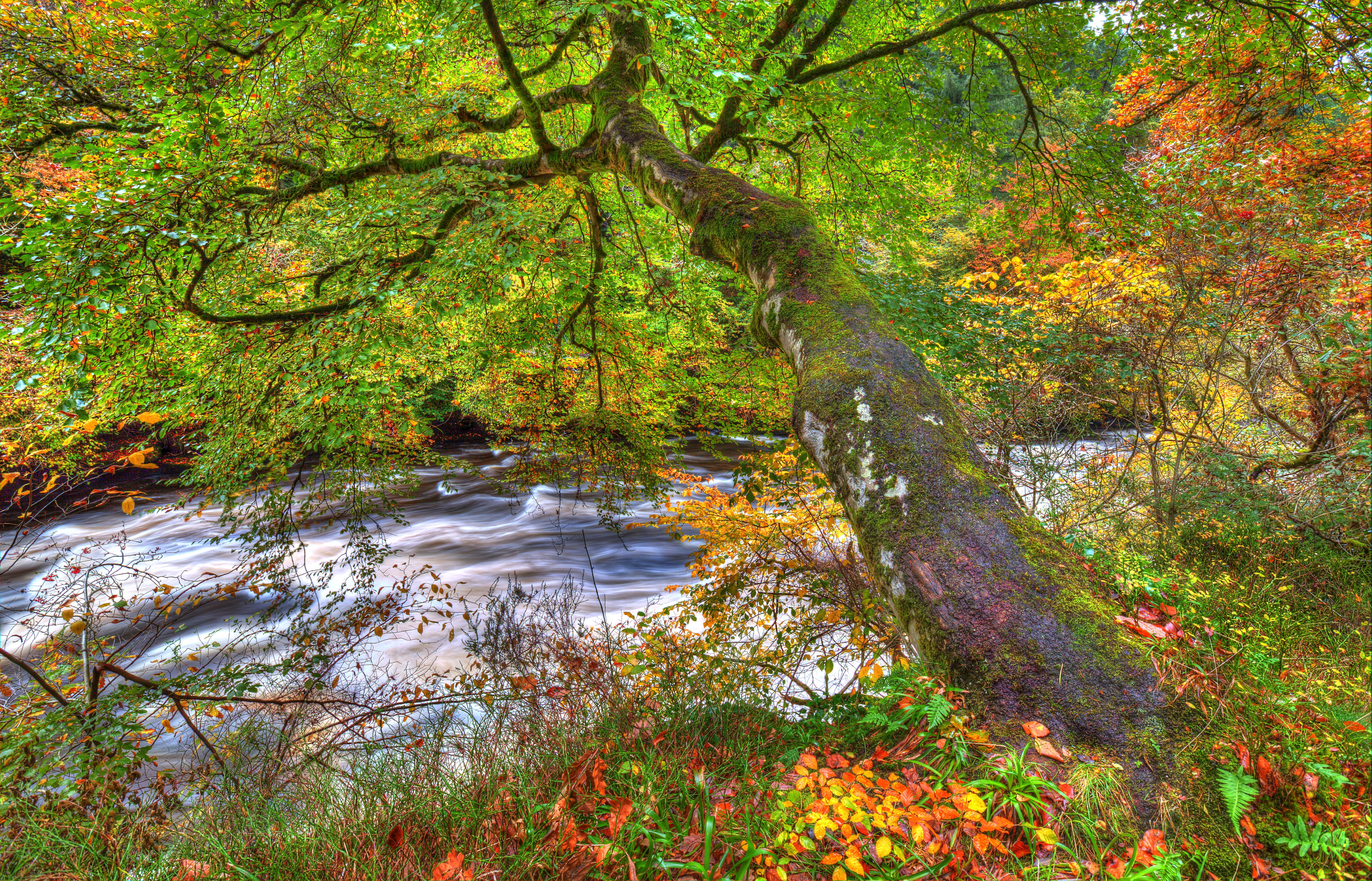 Autumn foliage by a river in Clyde Valley Woodlands, Scotland HD Wallpaper