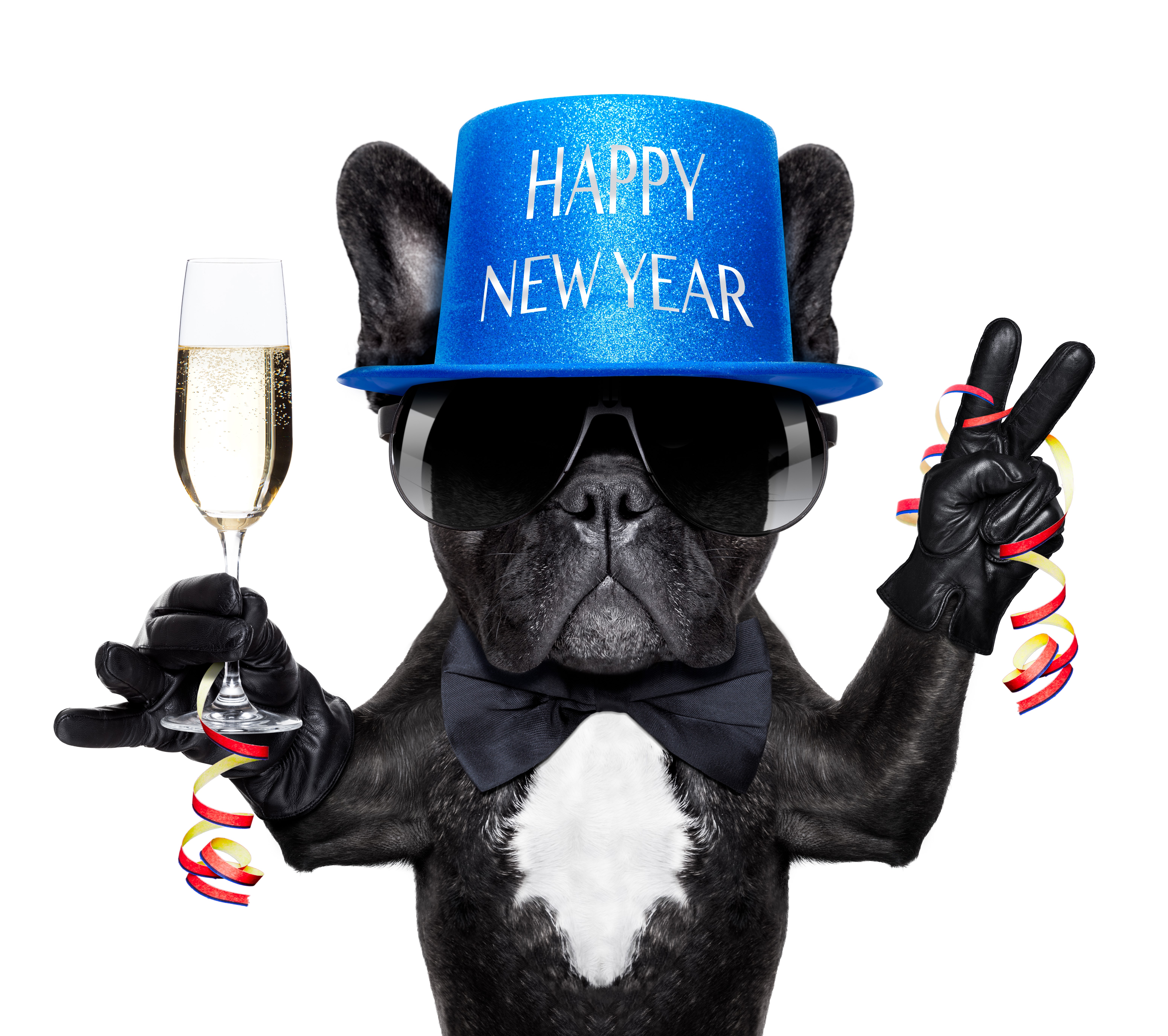 French Bulldog in New Year's Hat with Champagne HD Wallpaper