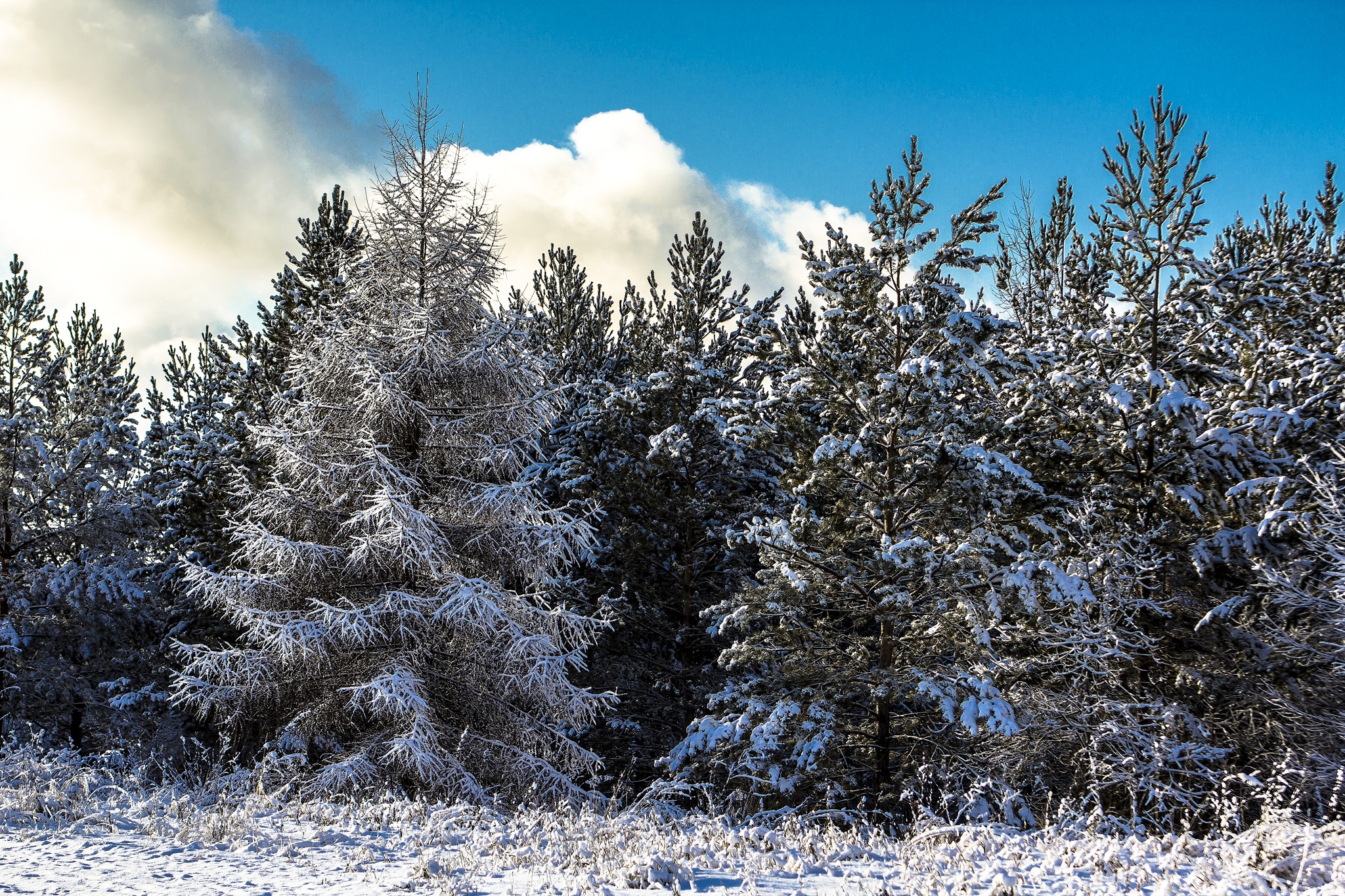 Snow-covered pine forest under a blue sky HD Wallpaper