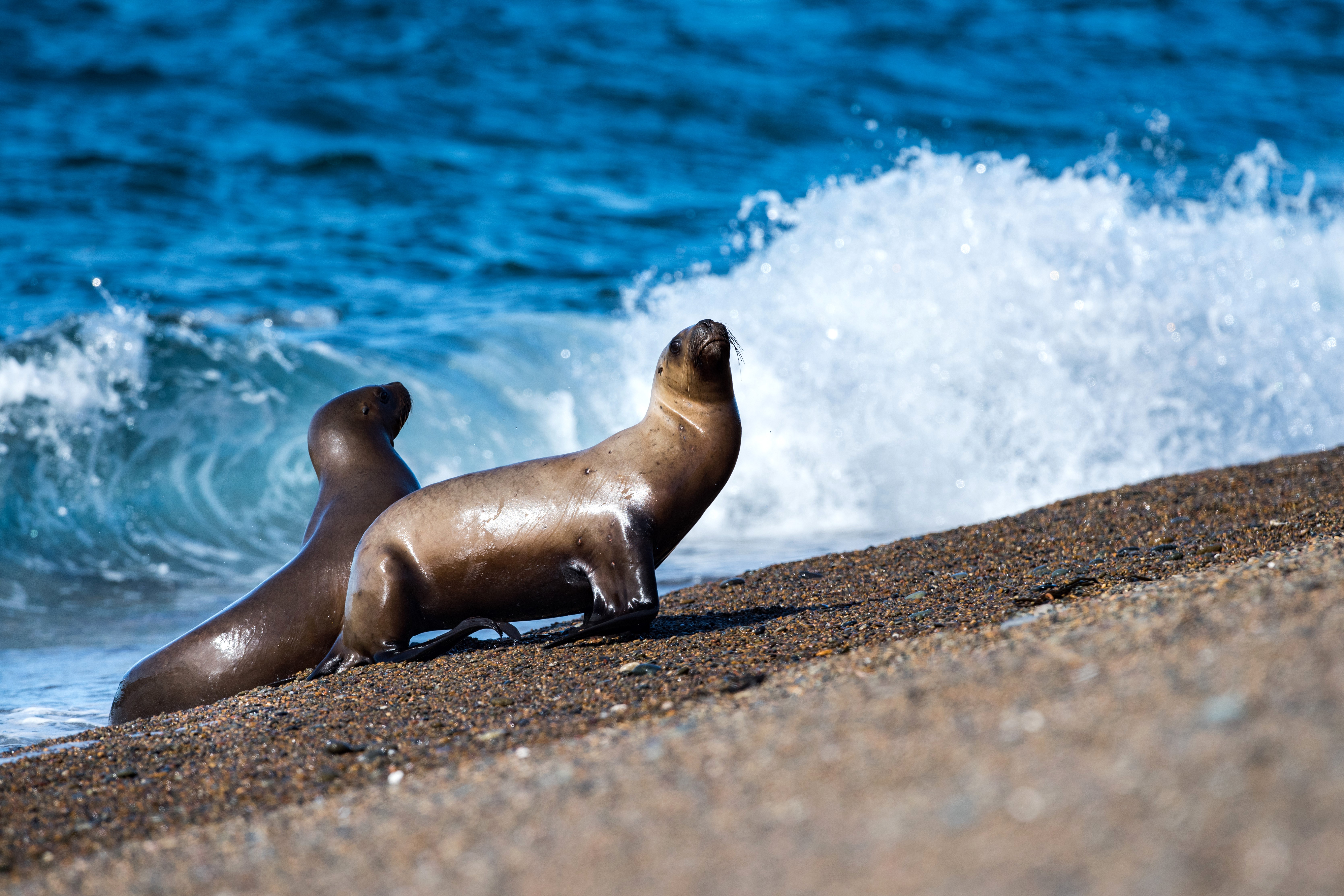 Two seals on a pebble beach with waves HD Wallpaper