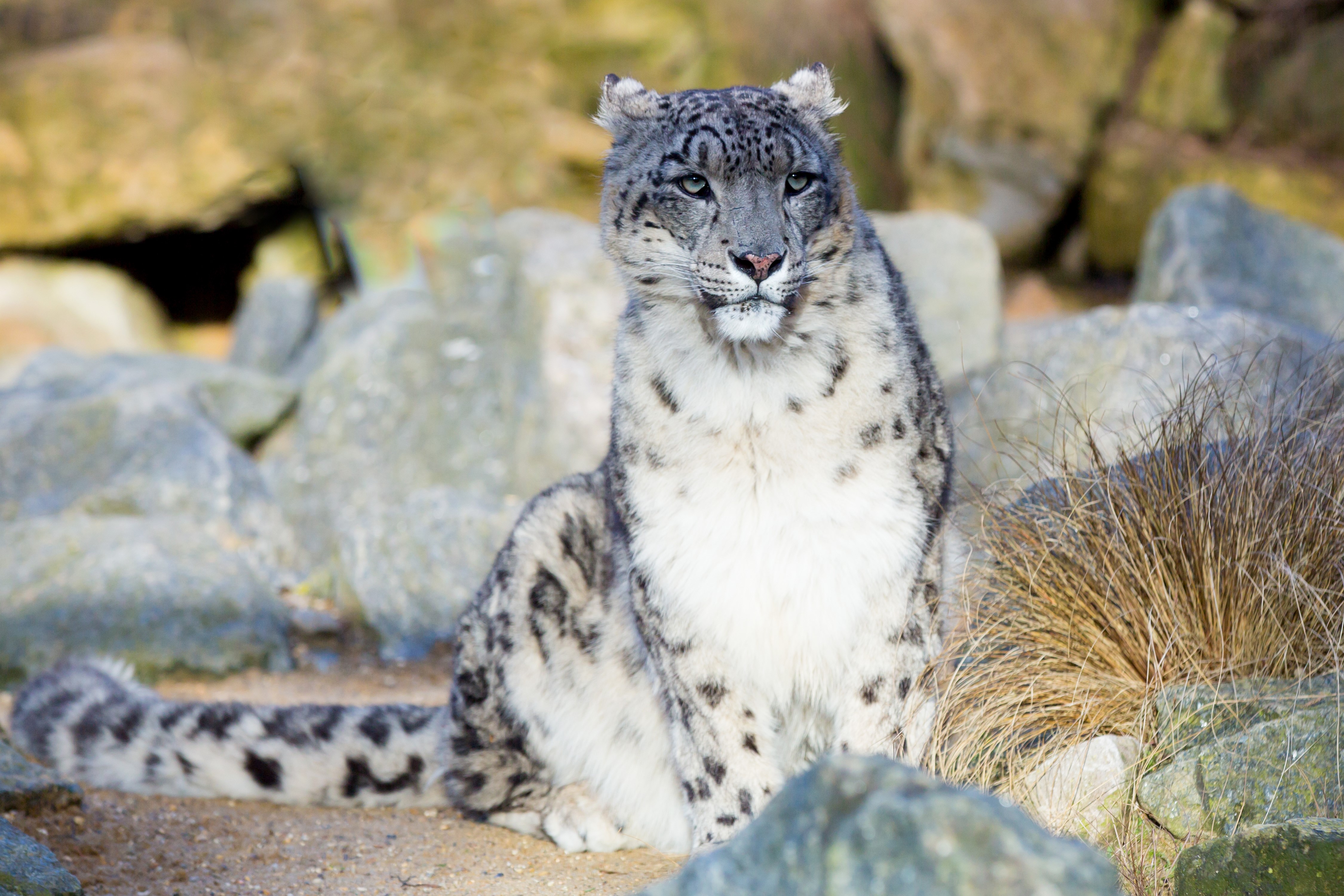 Snow leopard sitting on rocks HD Wallpaper