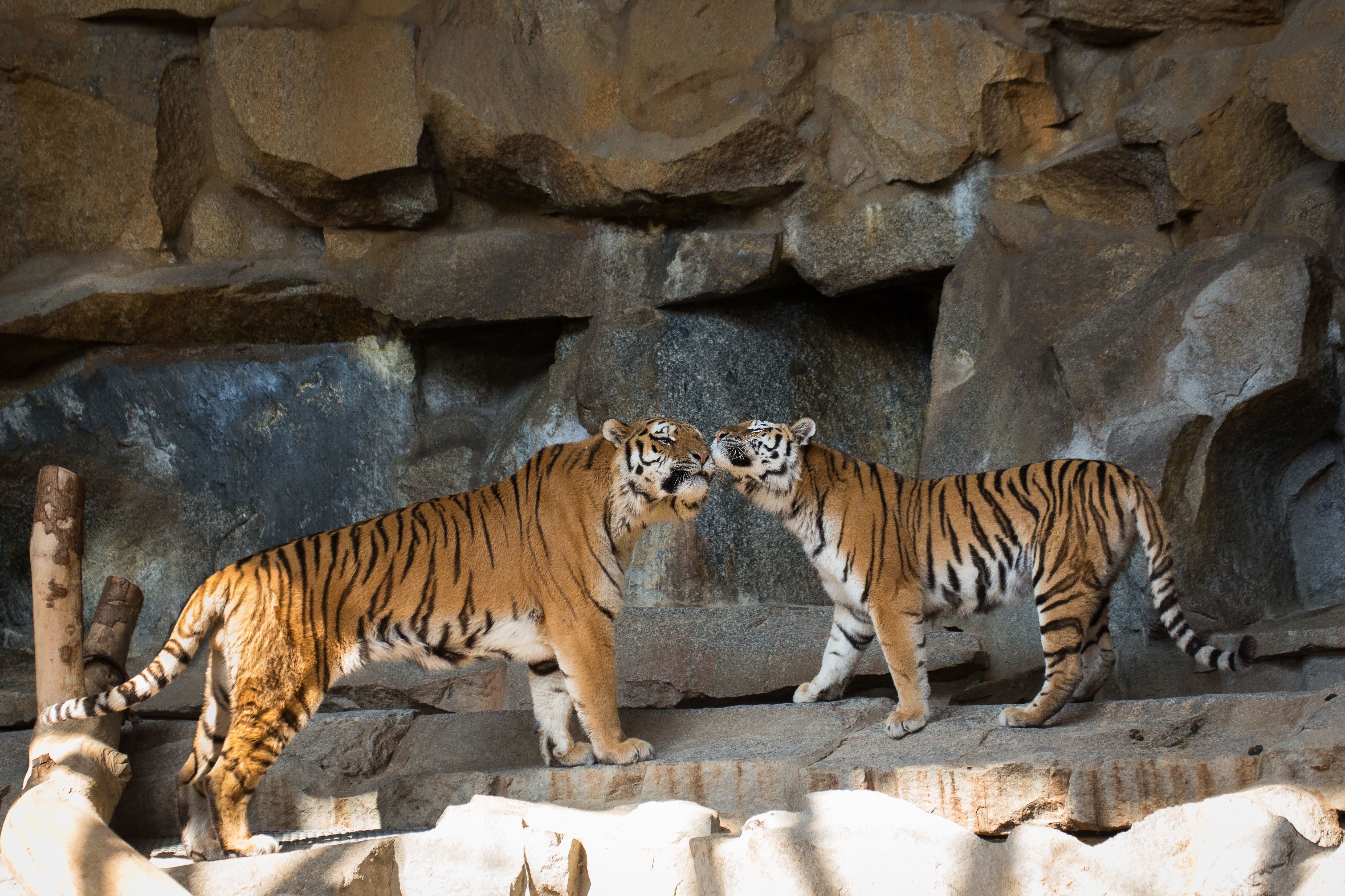 Two Siberian Tigers Interacting on Rocks HD Wallpaper