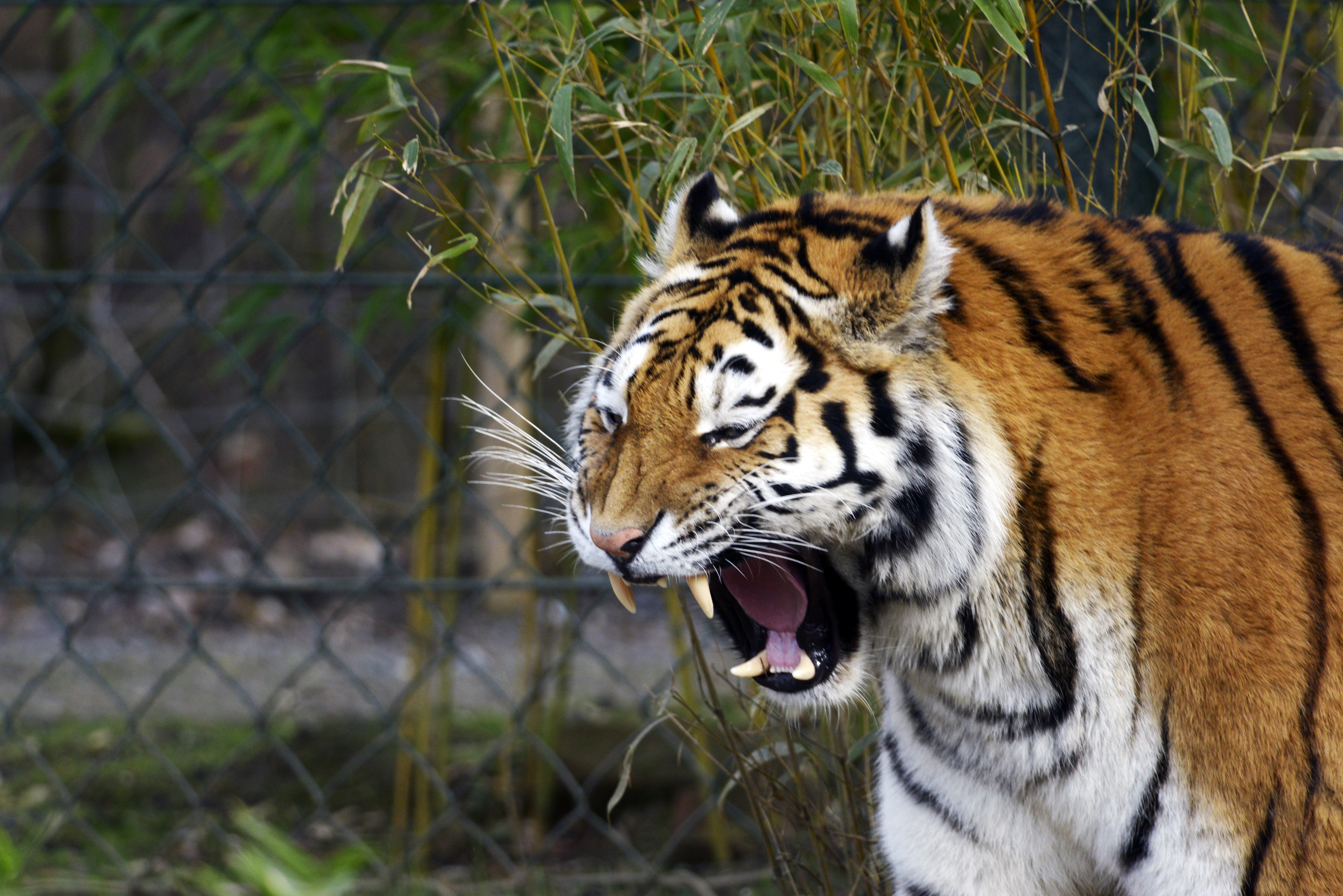 Tiger roaring with fangs visible HD Wallpaper