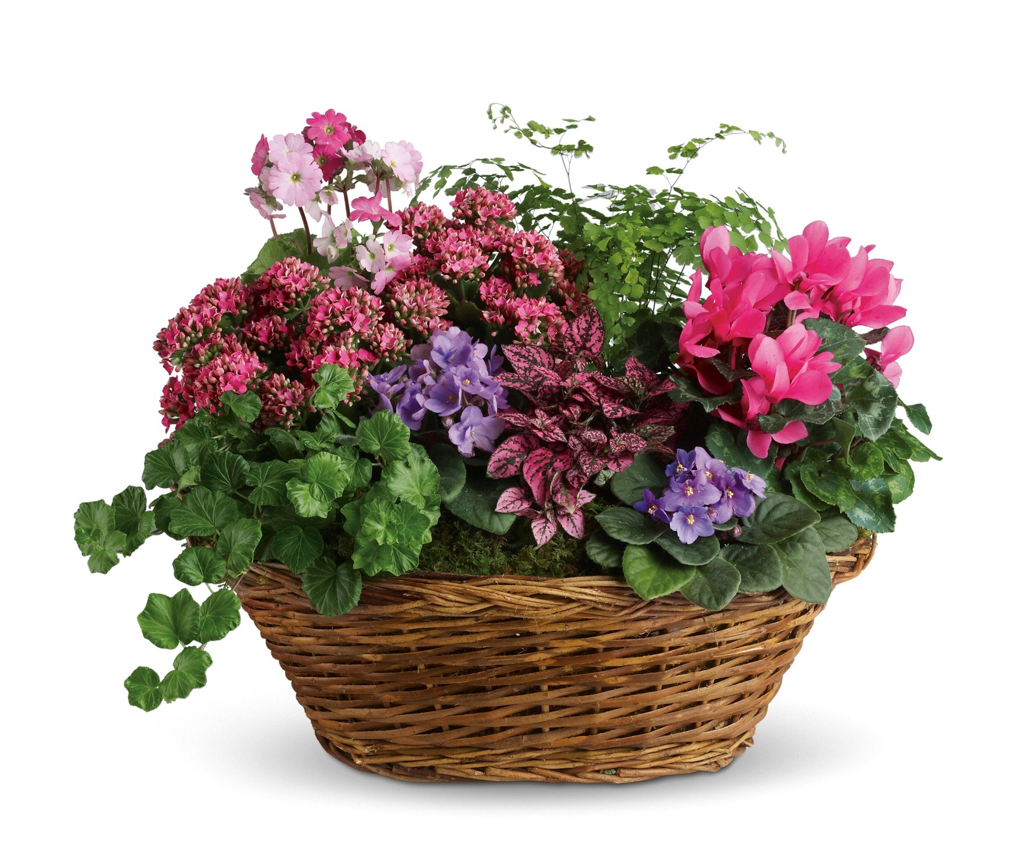 Assorted flowering plants in a wicker basket HD Wallpaper