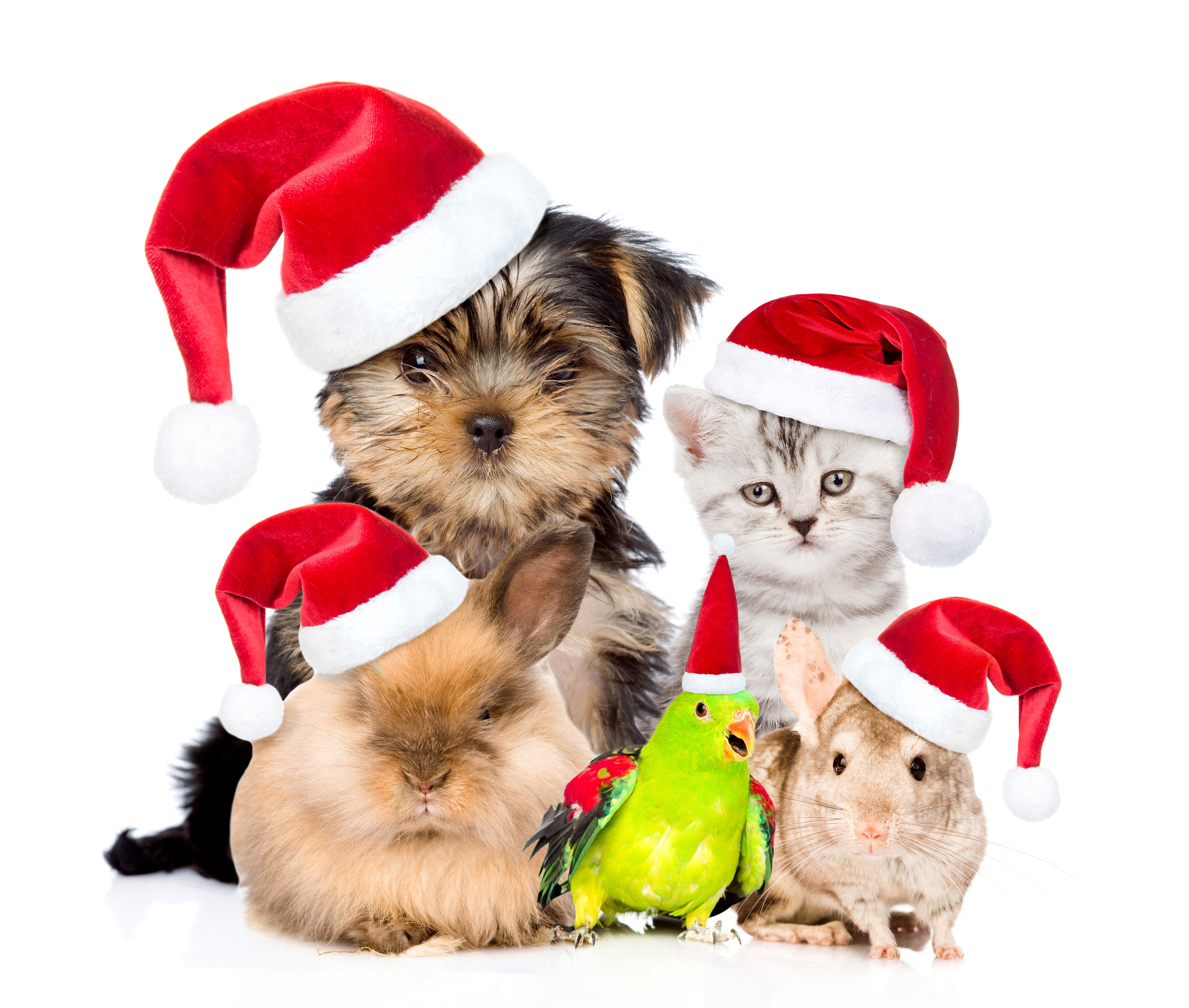 Christmas pets wearing Santa hats on white background HD Wallpaper