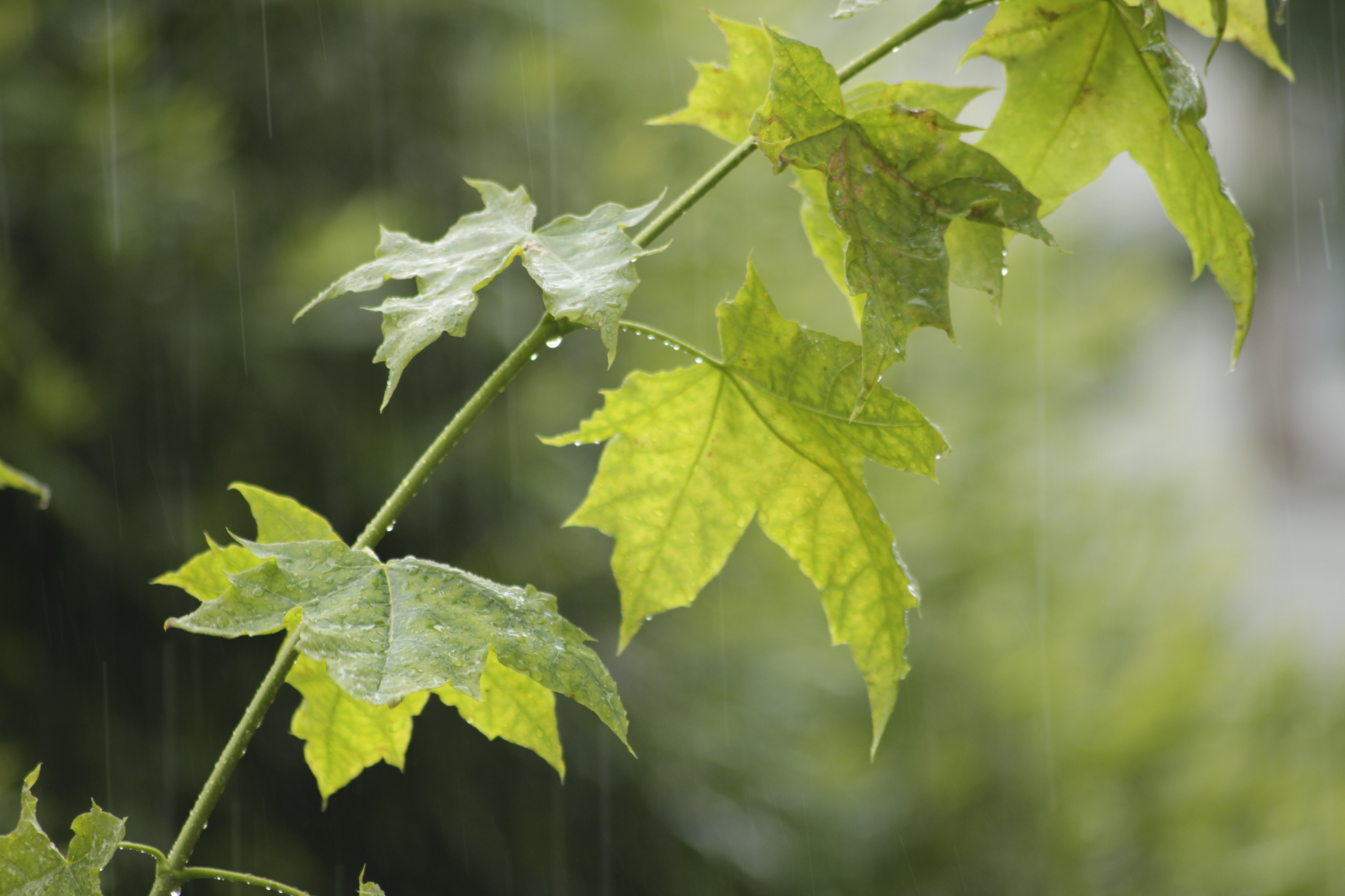 Rain falling on green maple leaves HD Wallpaper