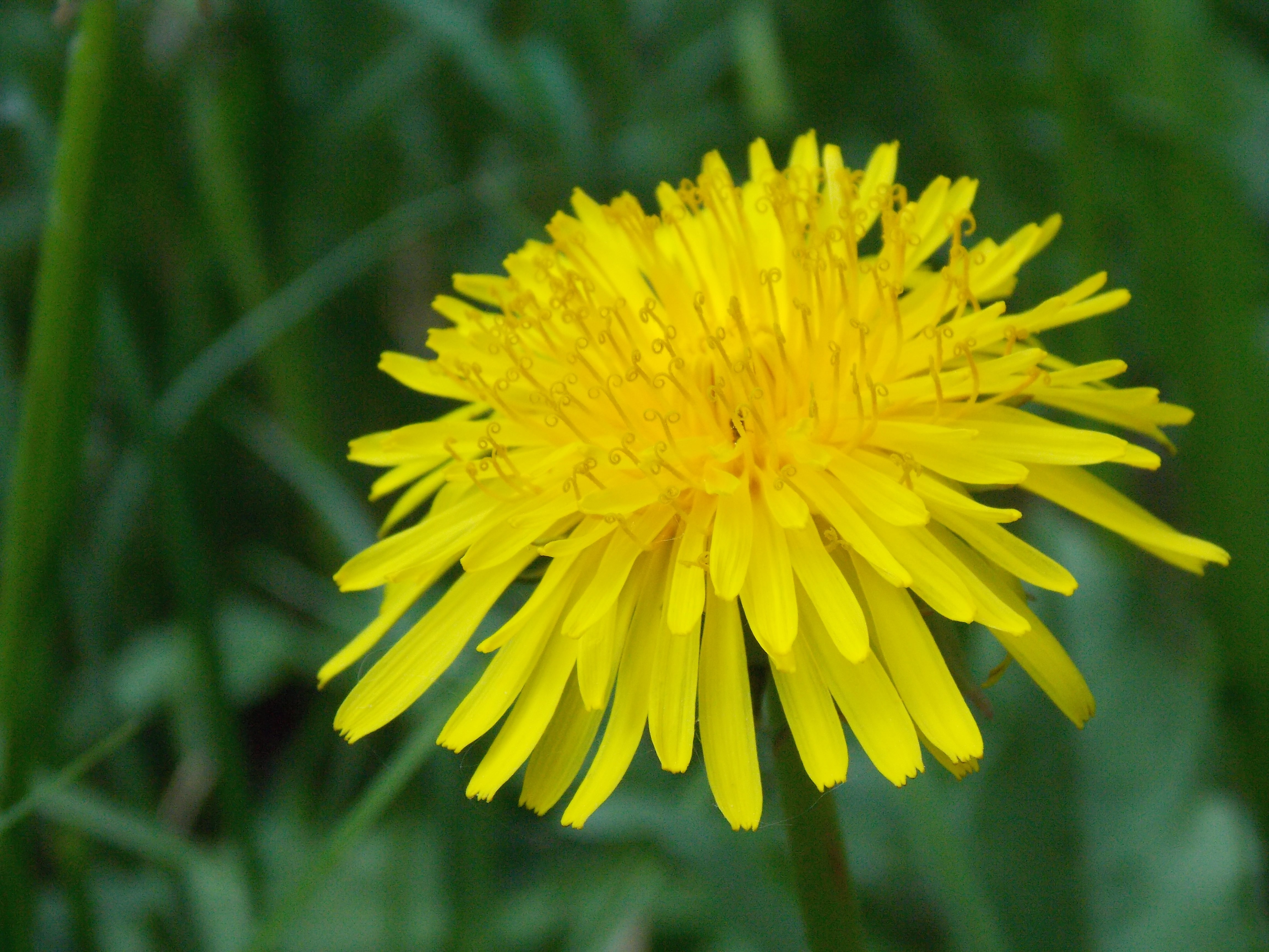 Yellow Dandelion Closeup HD Wallpaper
