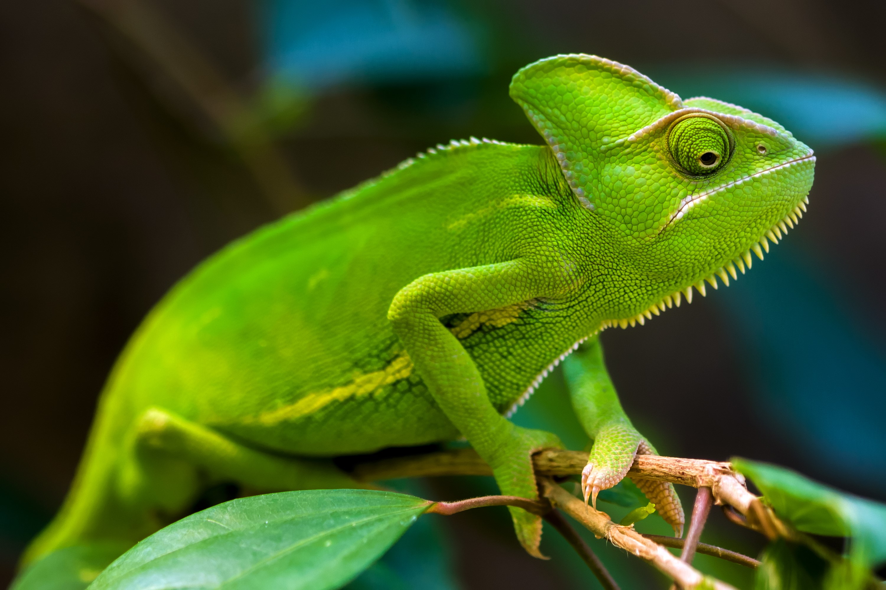 Green Chameleon on a Branch HD Wallpaper