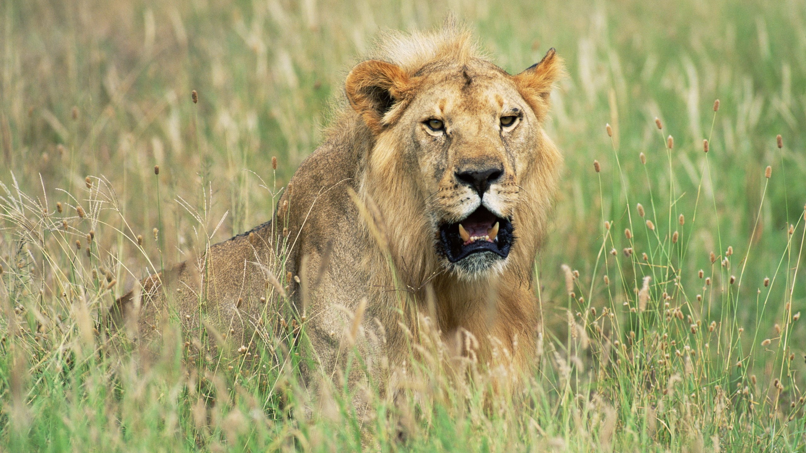 Lion resting in tall grass HD Wallpaper