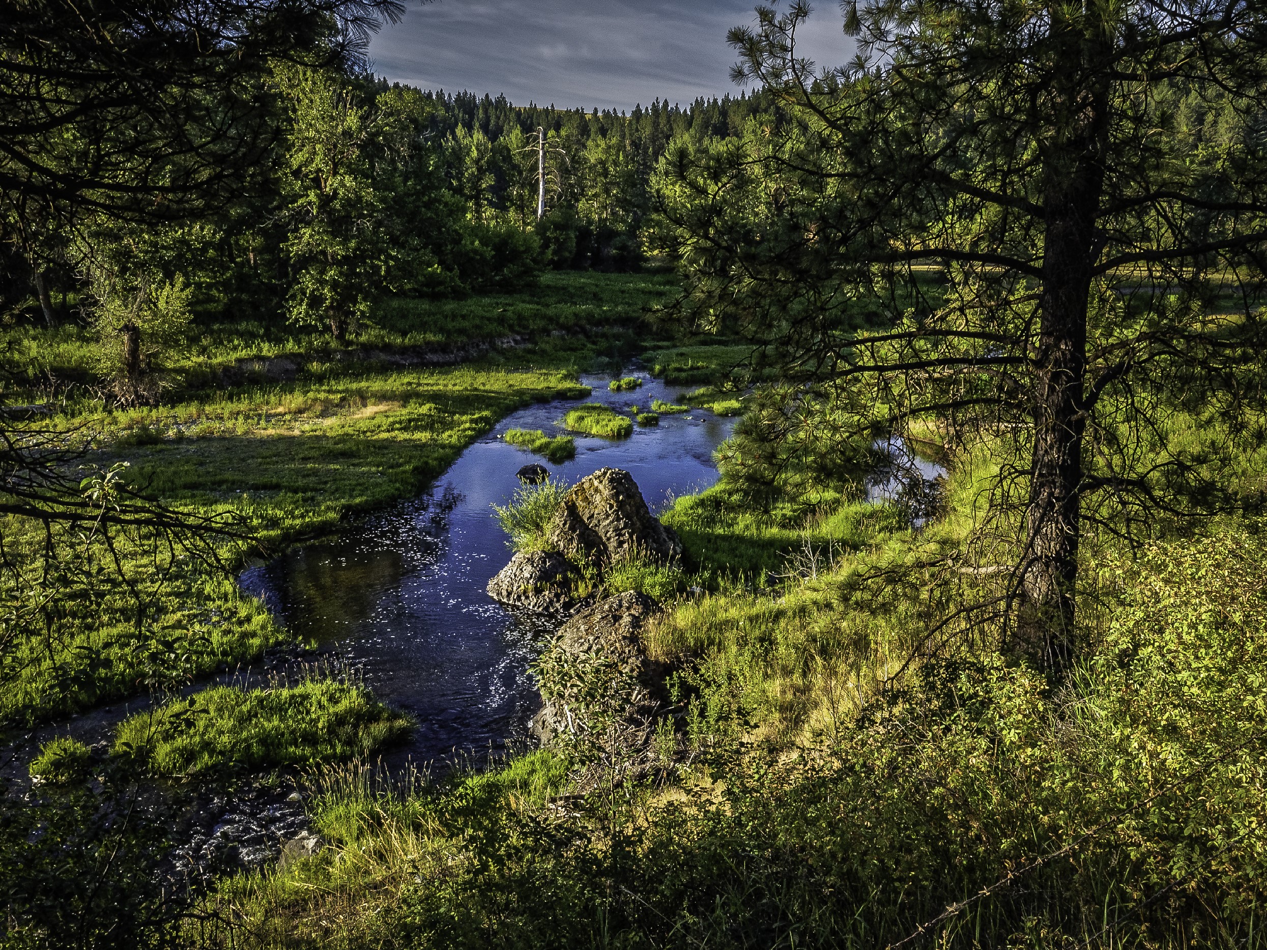 Palouse River flowing through a forest in Washington, USA HD Wallpaper