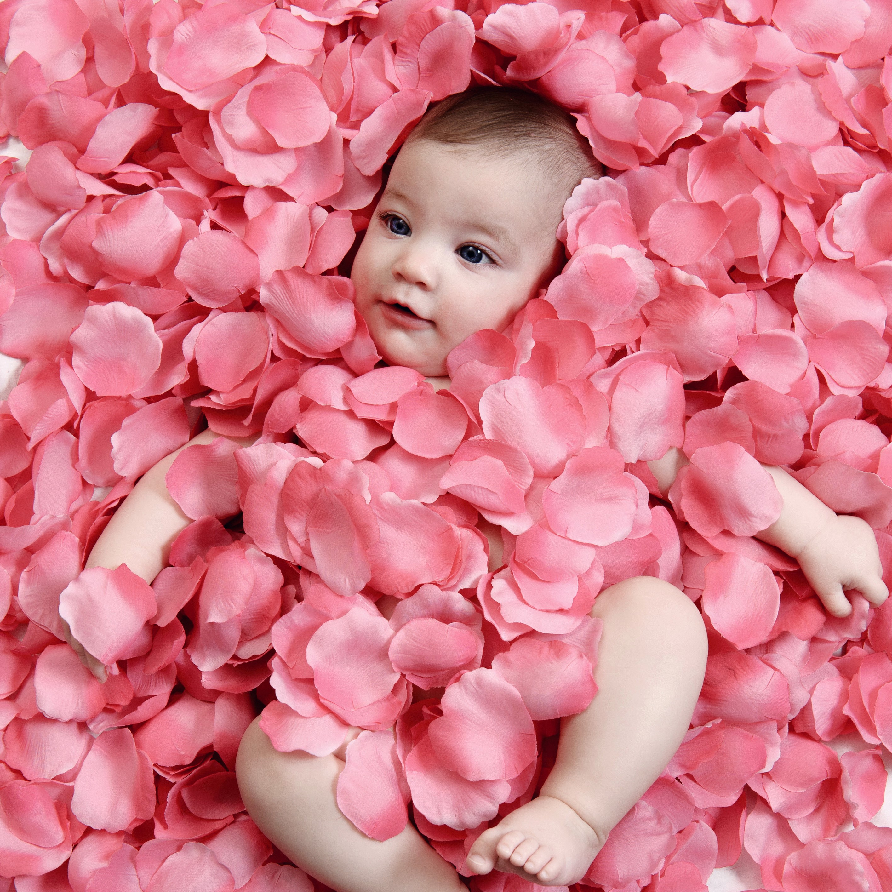 Baby lying in pink rose petals HD Wallpaper