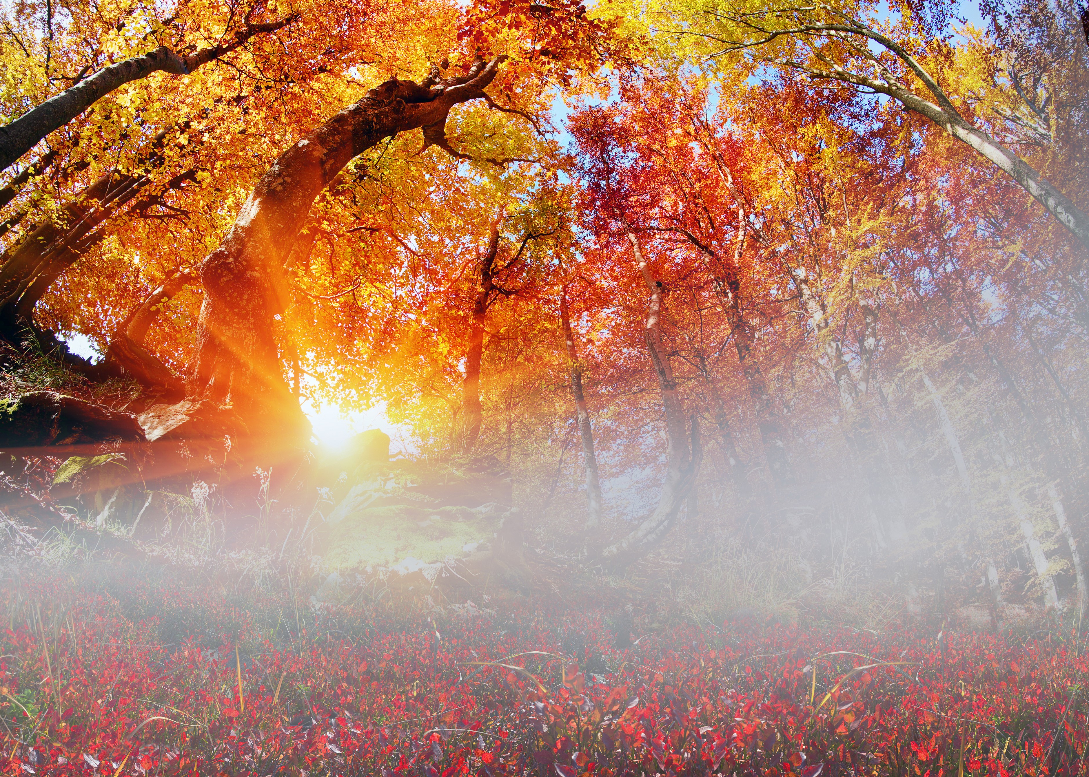 Autumn forest with sun rays and fallen leaves HD Wallpaper