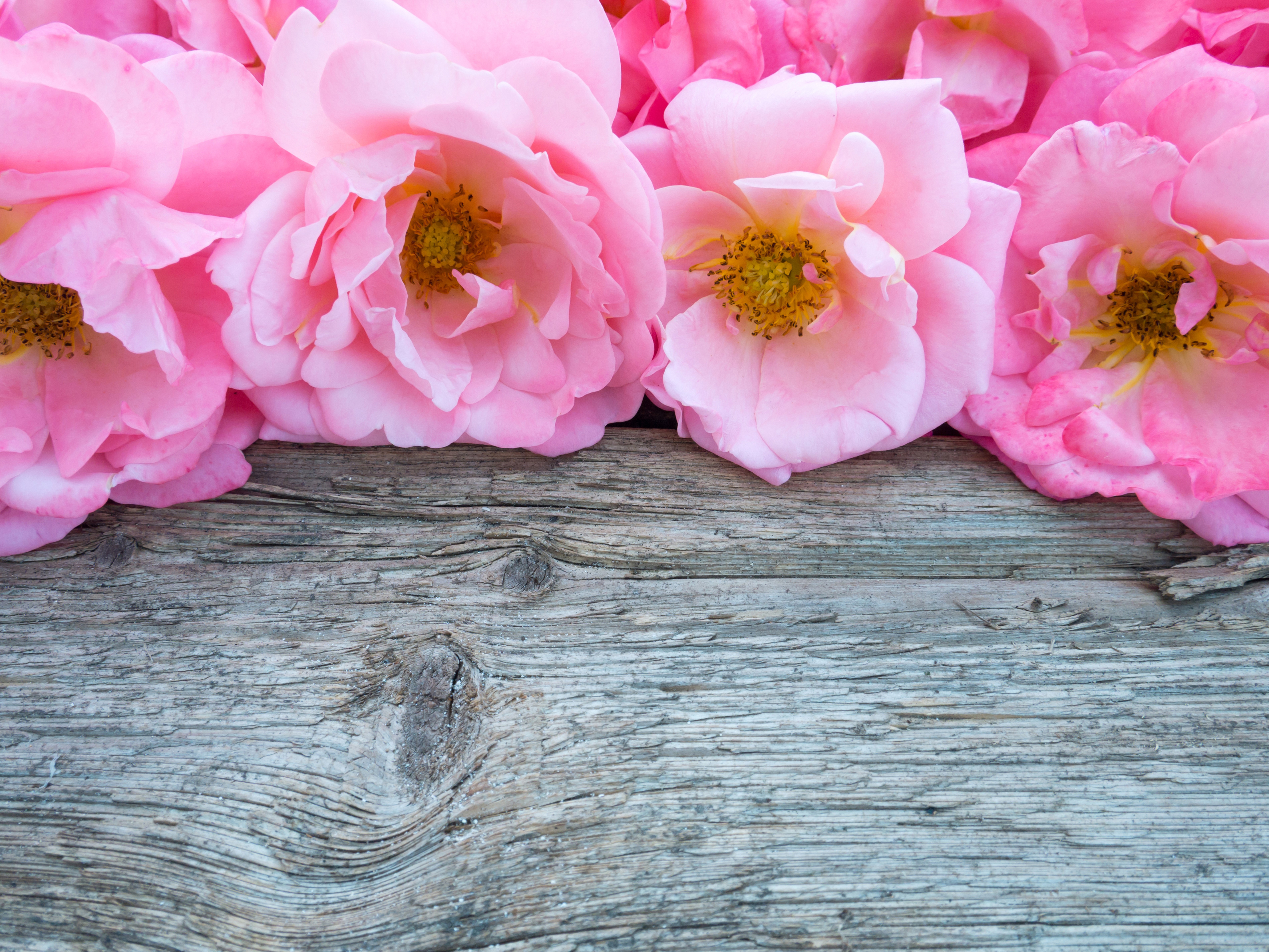 Pink Roses on Wood Planks HD Wallpaper
