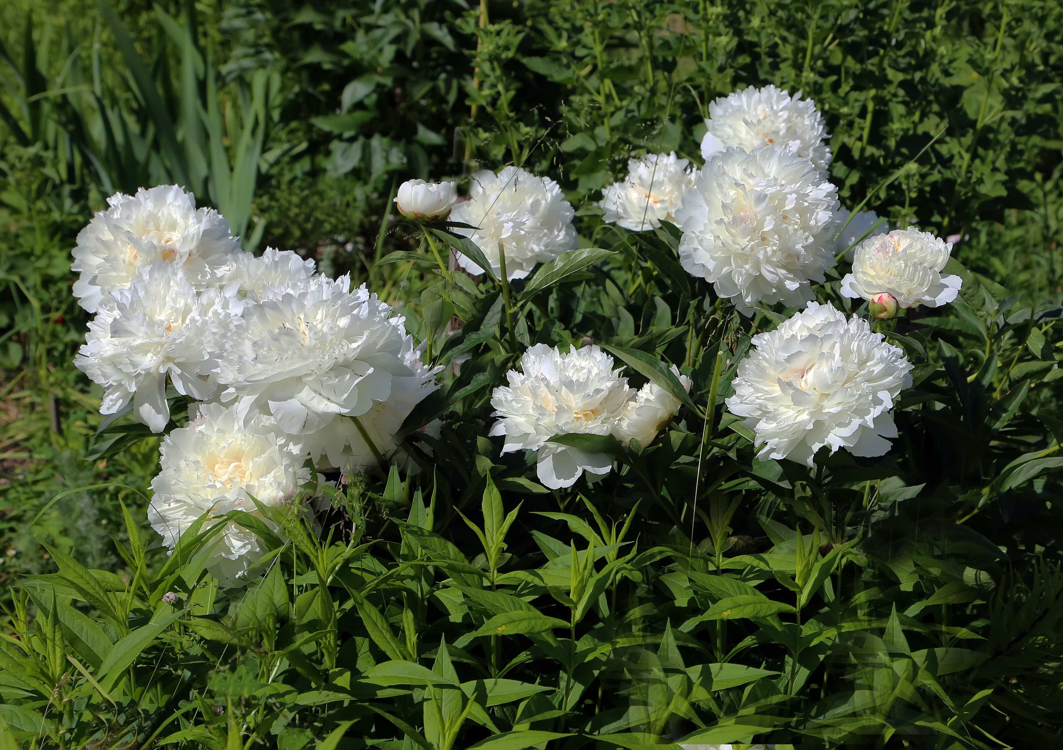 White Peonies in a Garden HD Wallpaper