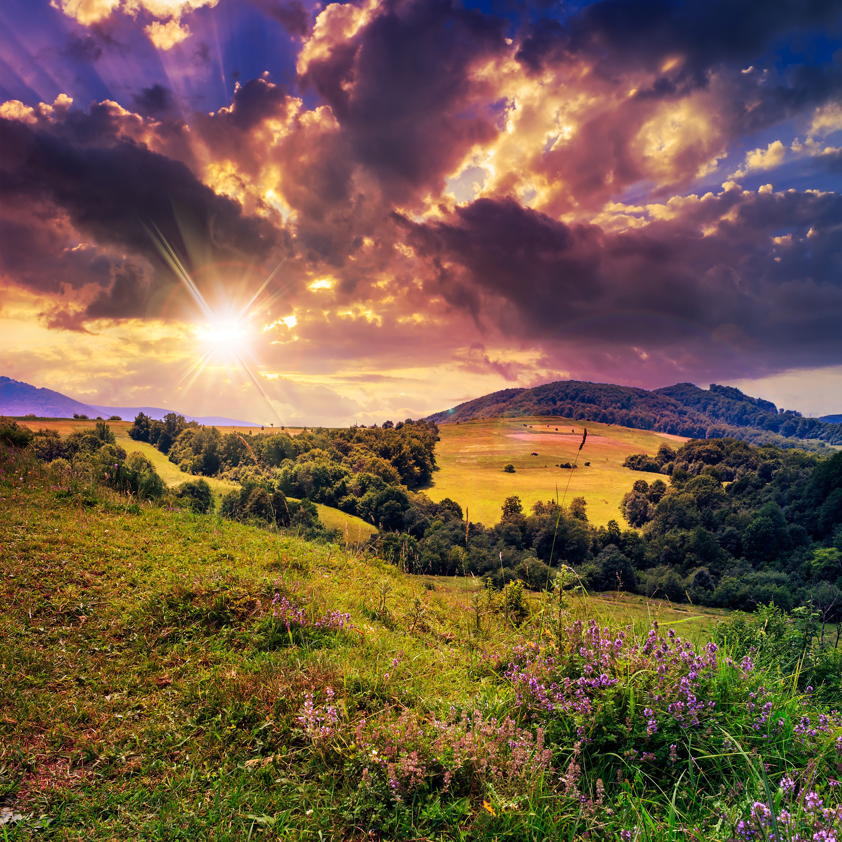 Sunset over rolling hills with wildflowers HD Wallpaper