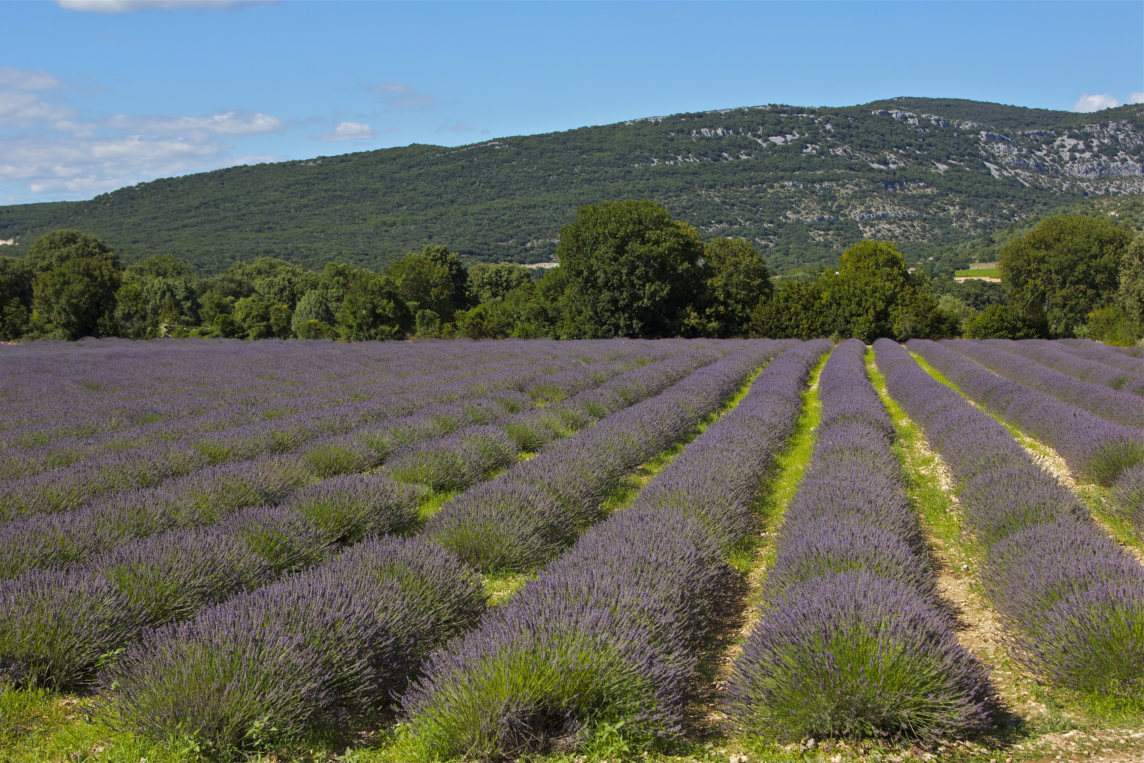 Lavender fields in Ardeche, France HD Wallpaper
