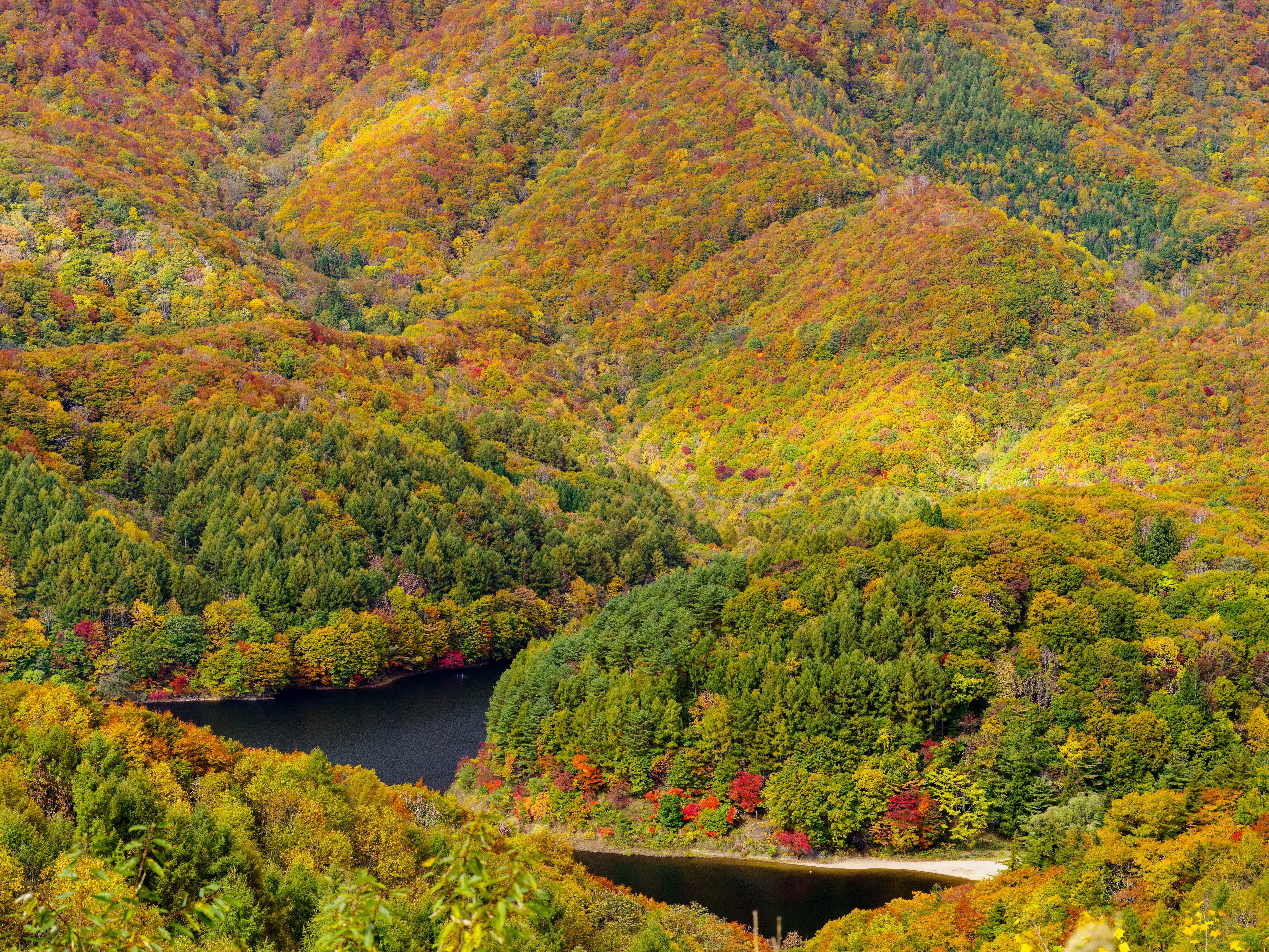 Autumn forest with a river HD Wallpaper