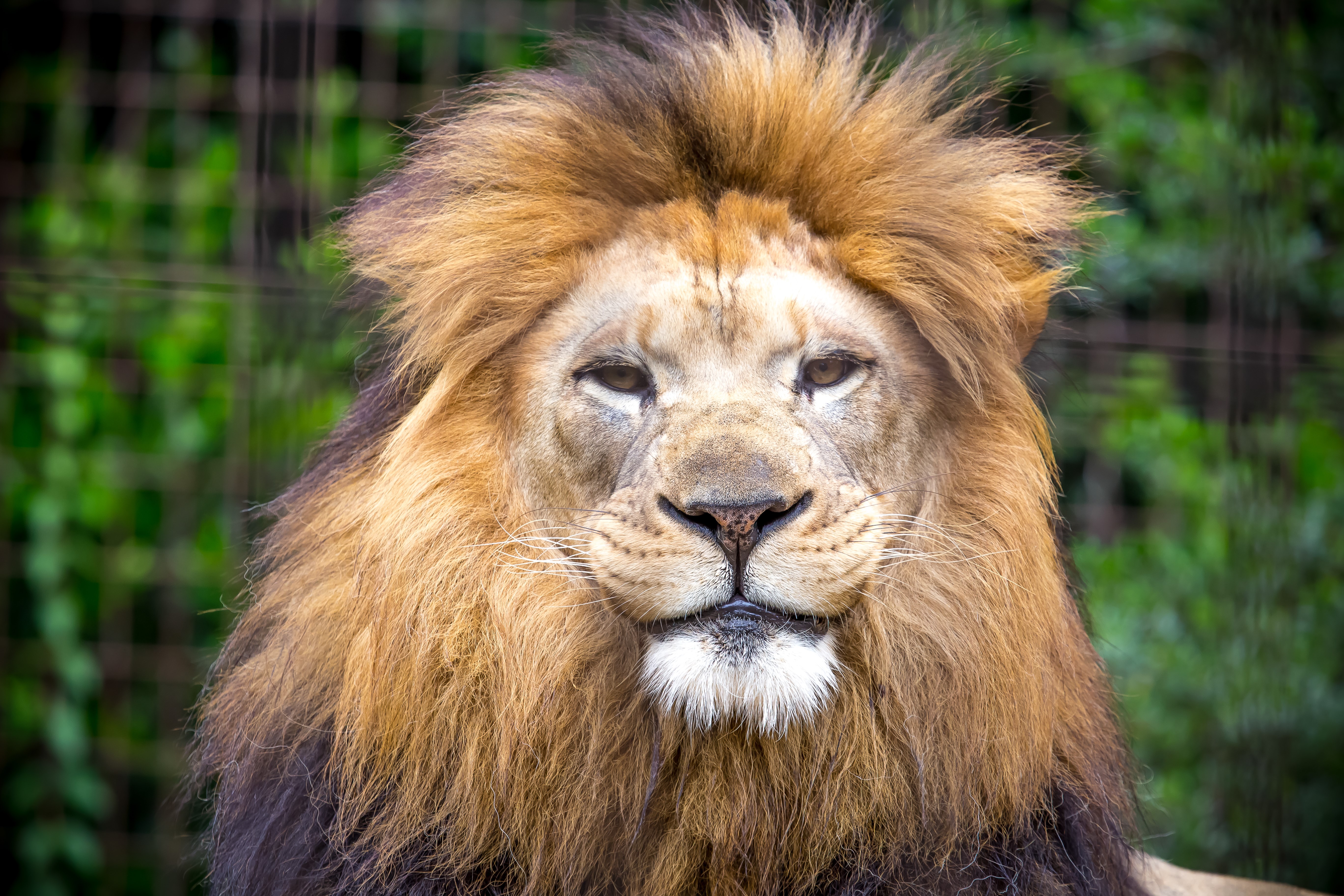 Lion with a mane in front of a fence HD Wallpaper