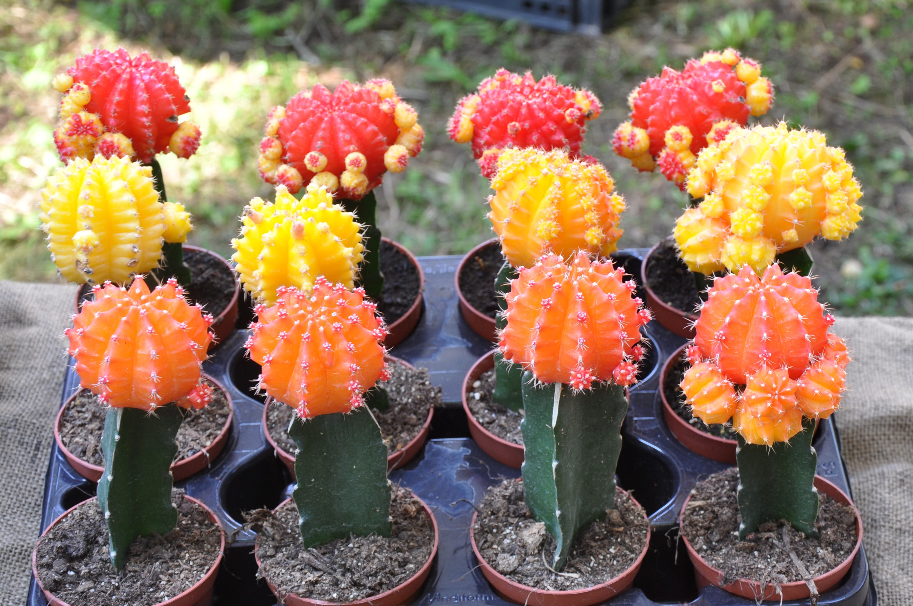 Colorful Moon Cactus Plants in Pots HD Wallpaper
