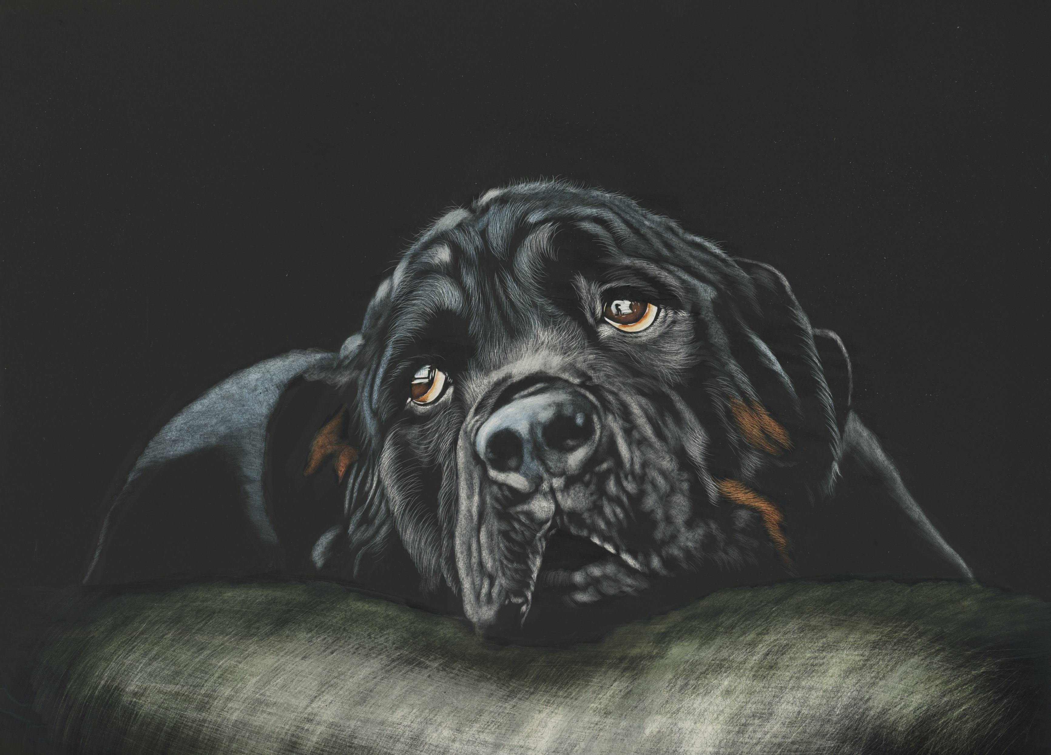Painting of a Rottweiler dog HD Wallpaper