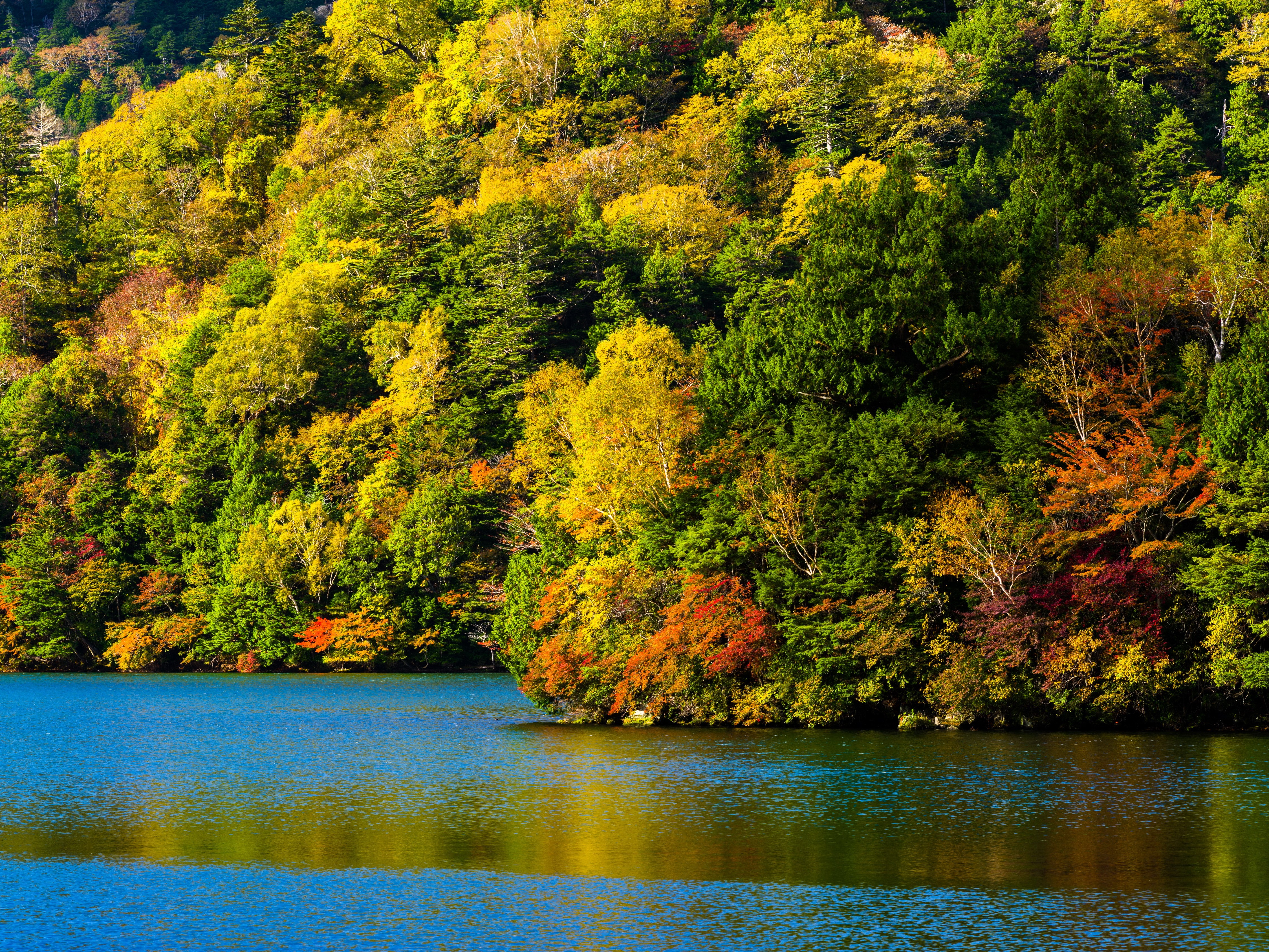 Autumn forest by a lake HD Wallpaper