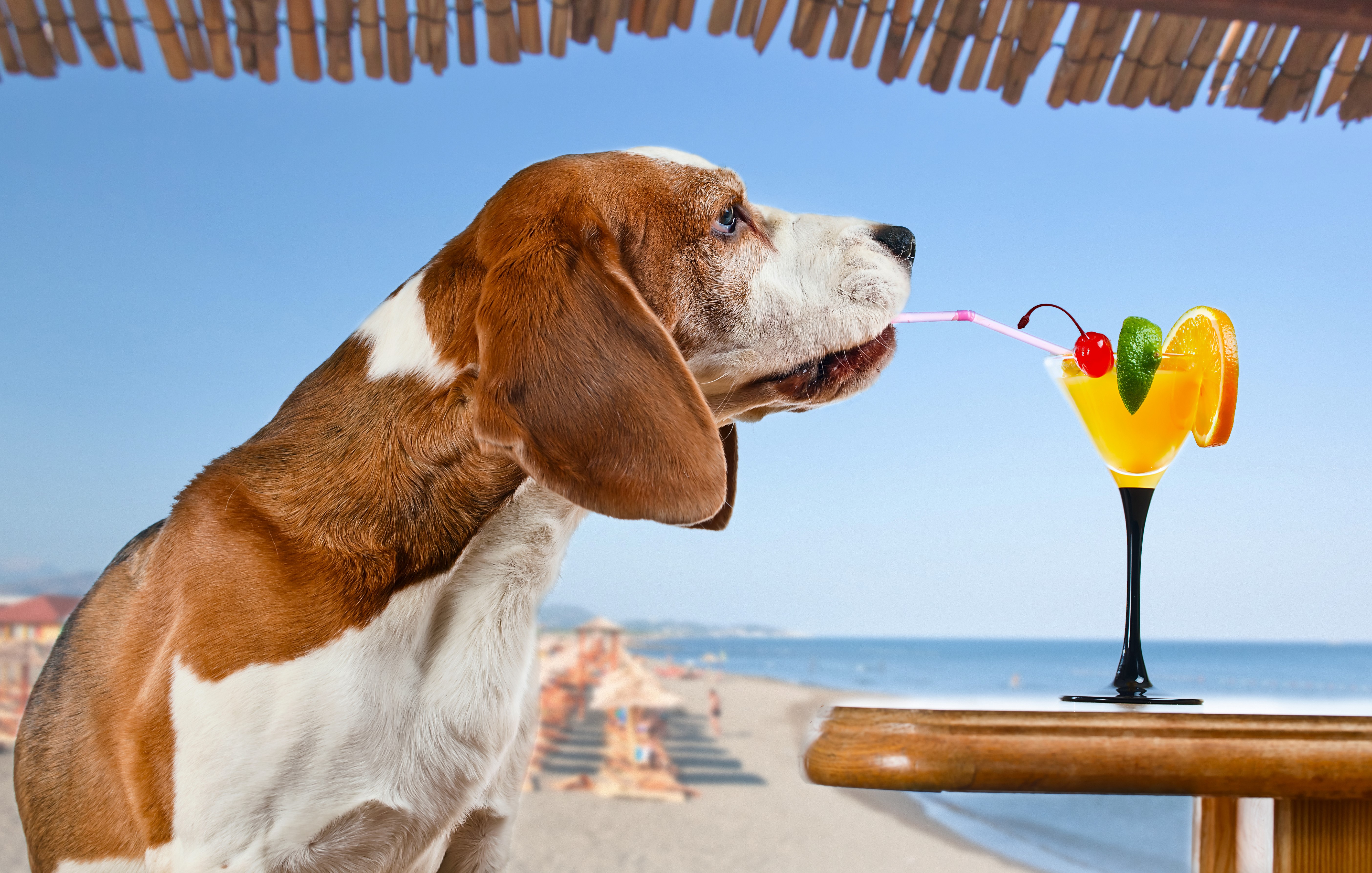 Beagle drinking a cocktail on the beach HD Wallpaper