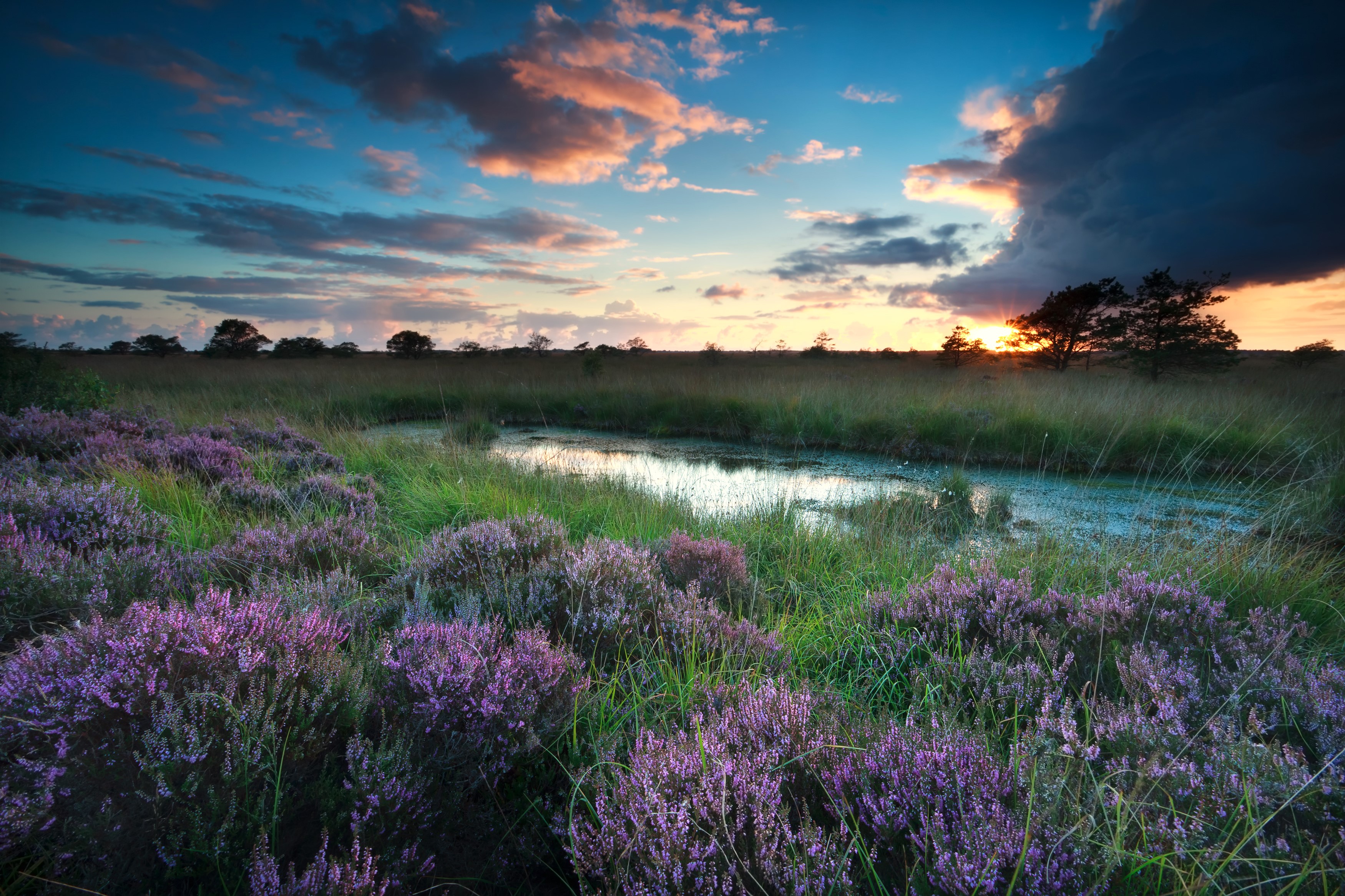 Heather flowers and a pond at sunset HD Wallpaper