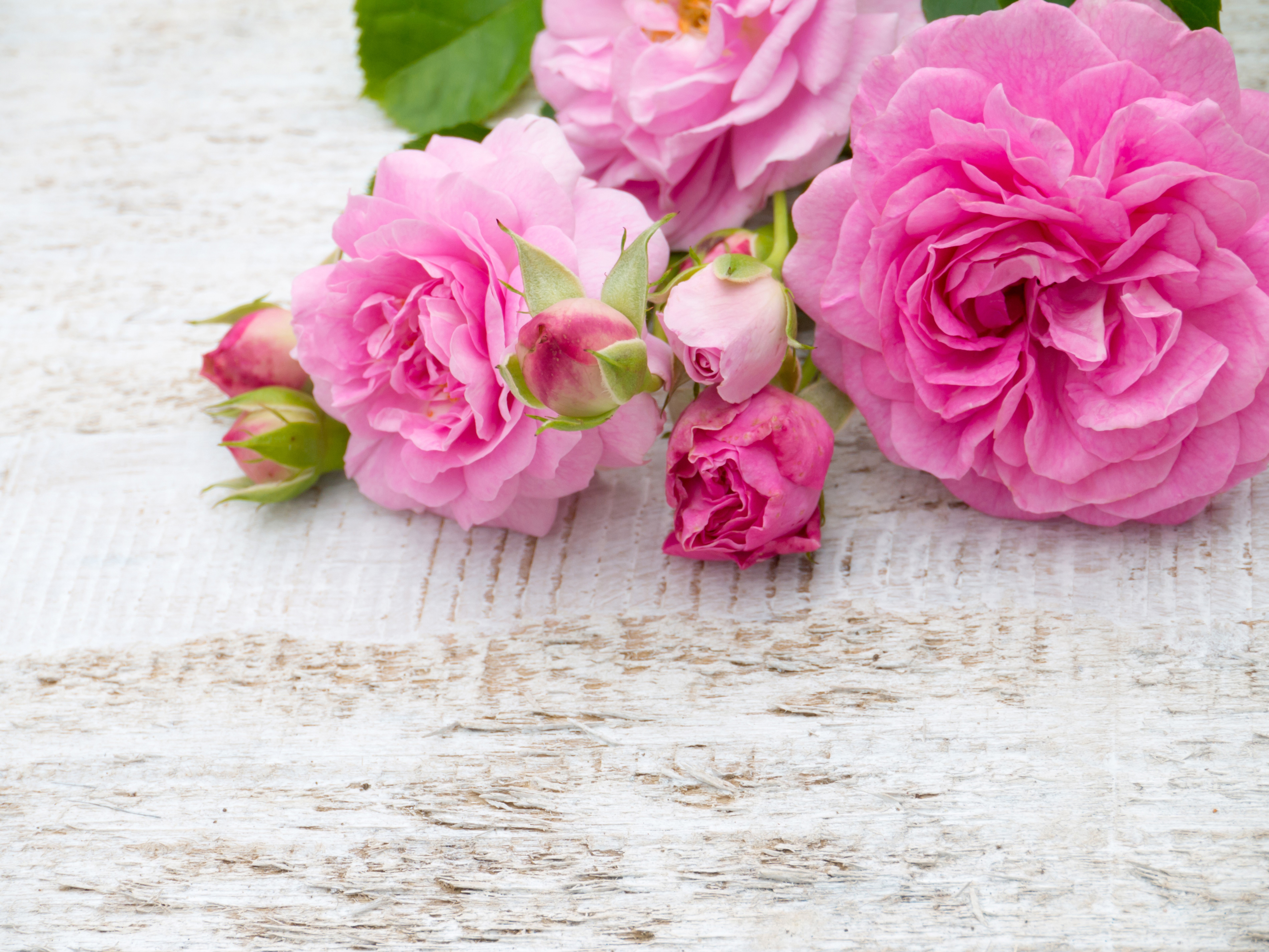 Pink Roses and Buds on Wooden Surface HD Wallpaper