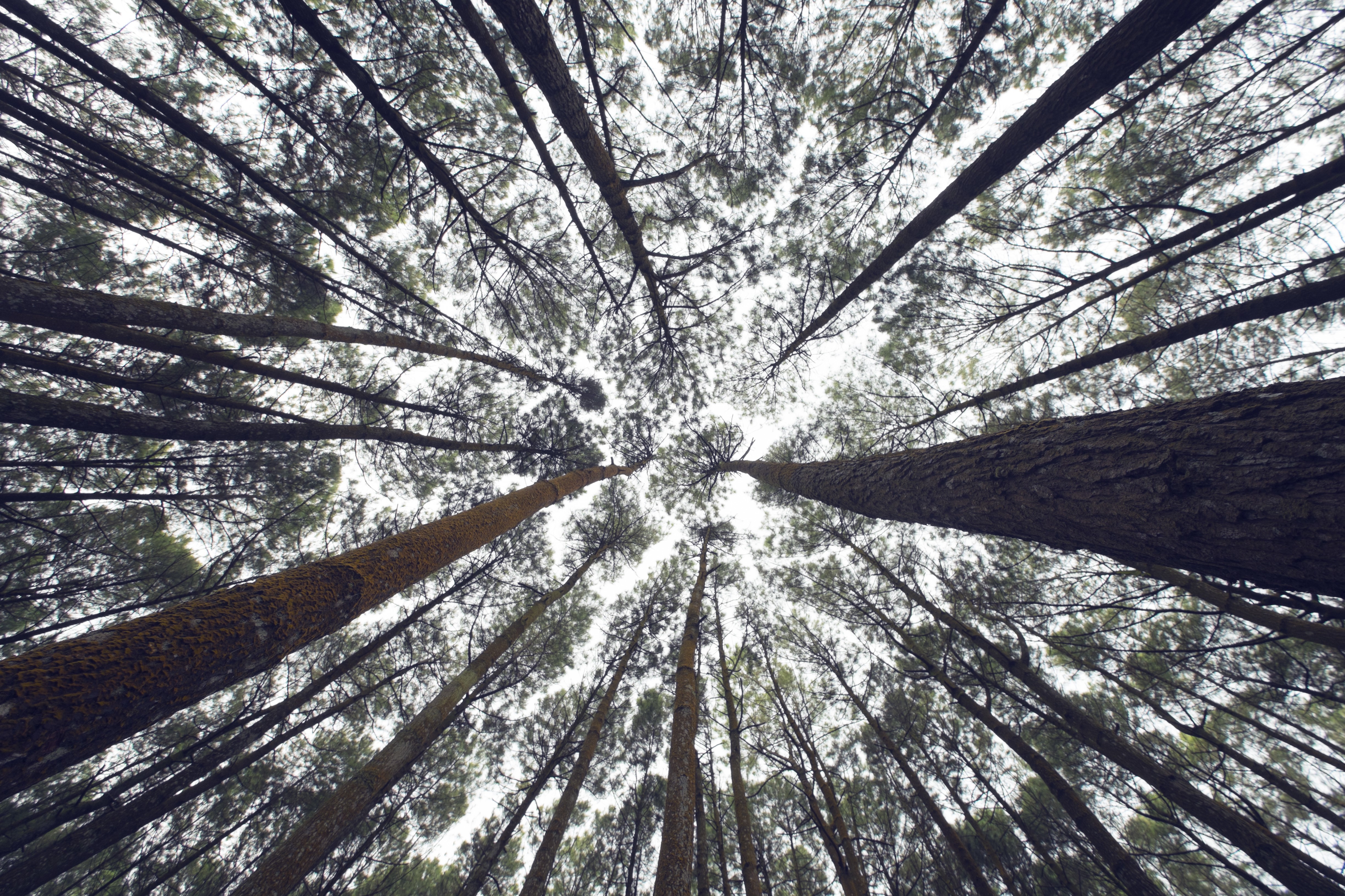 4K Trees Trunk Tree Bottom View HD Wallpaper