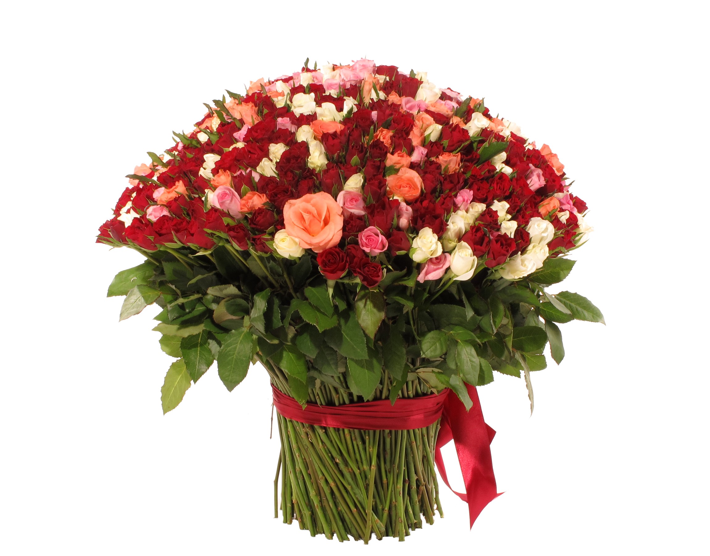Bouquet of Roses with Red Ribbon HD Wallpaper
