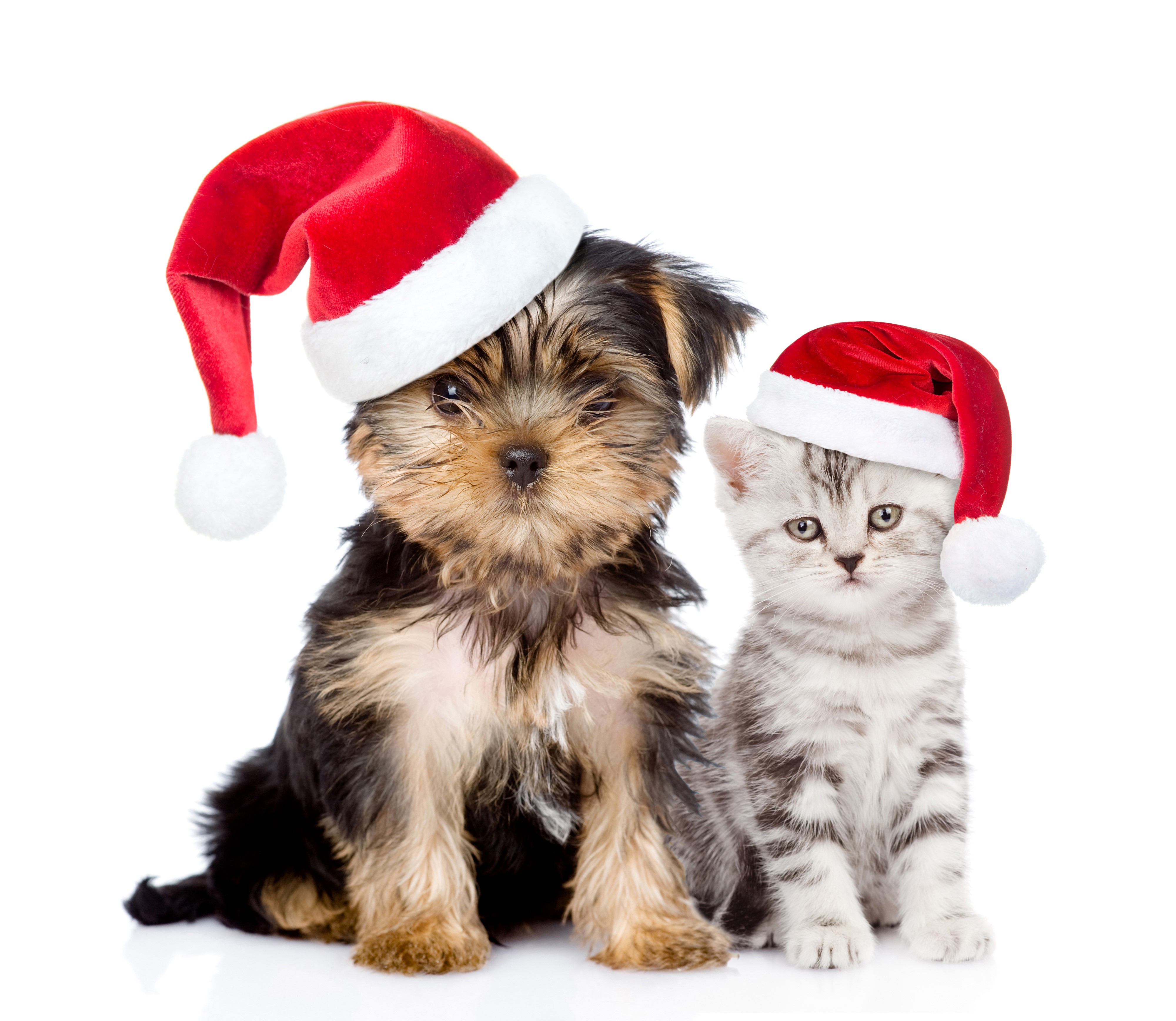Puppy and Kitten wearing Santa hats HD Wallpaper