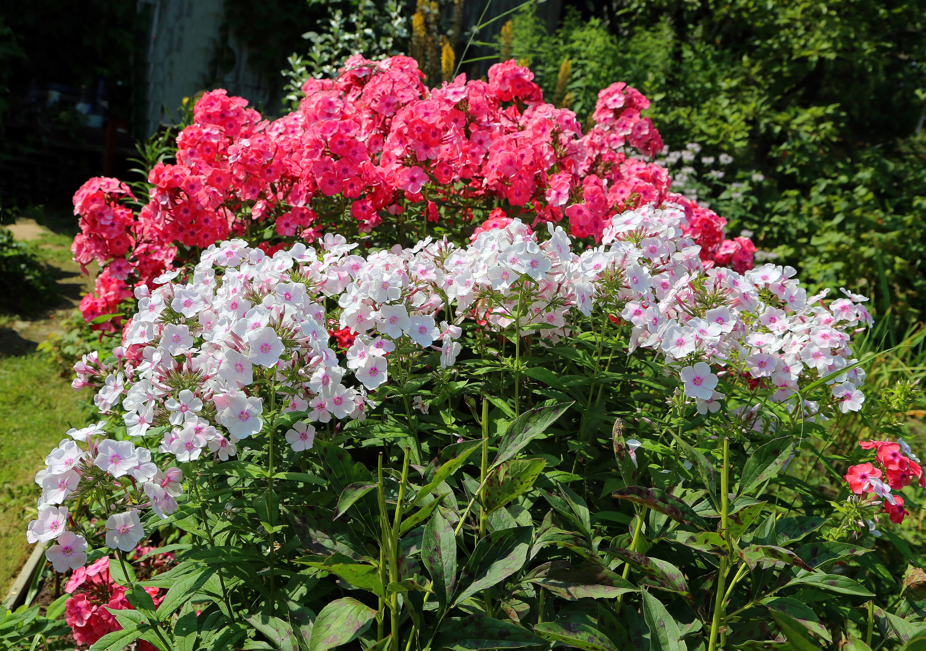 Pink and white phlox flowers in a garden HD Wallpaper