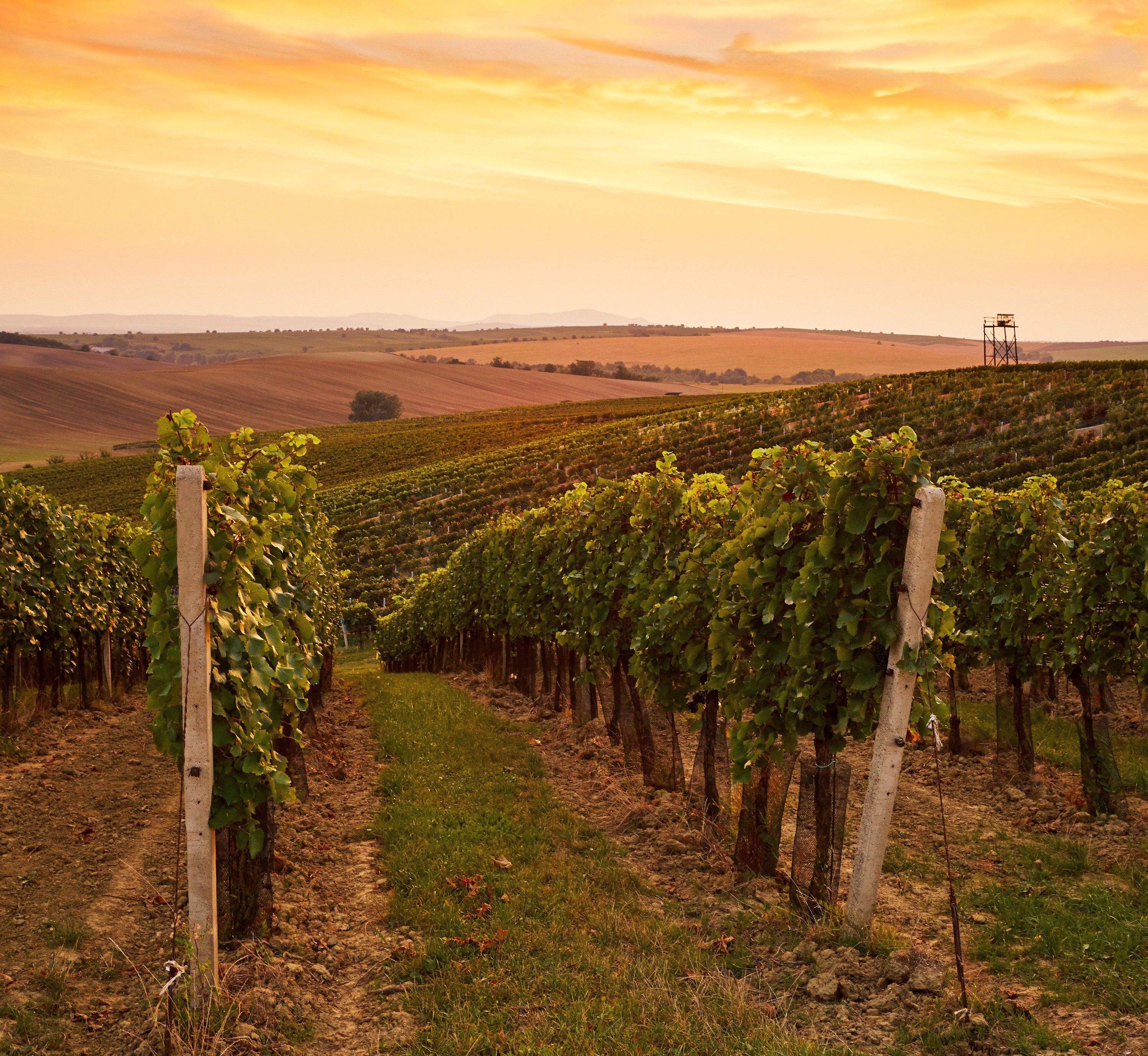 Vineyard in Moravia, Czech Republic at sunset HD Wallpaper
