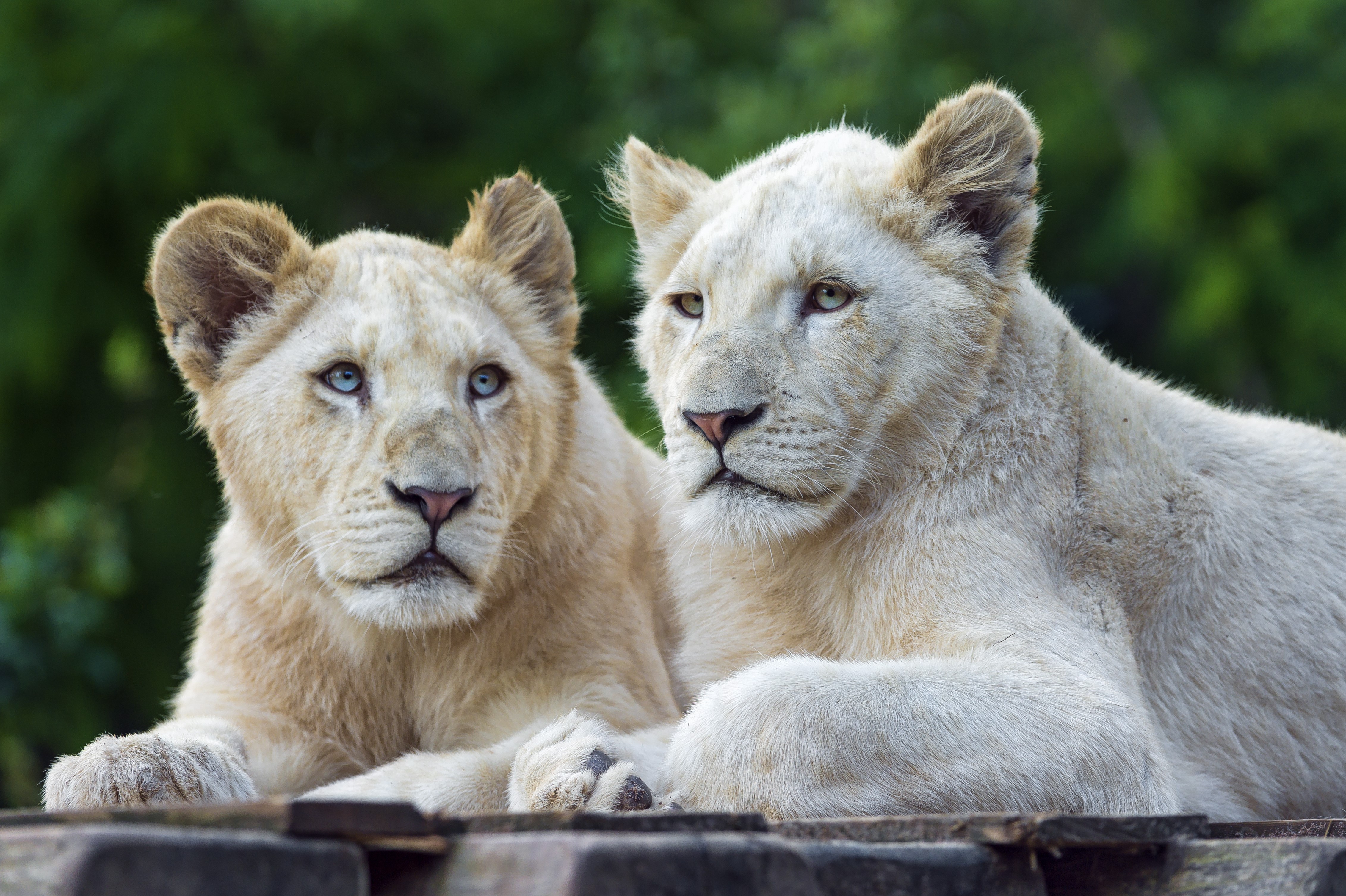 Two white lion cubs resting HD Wallpaper