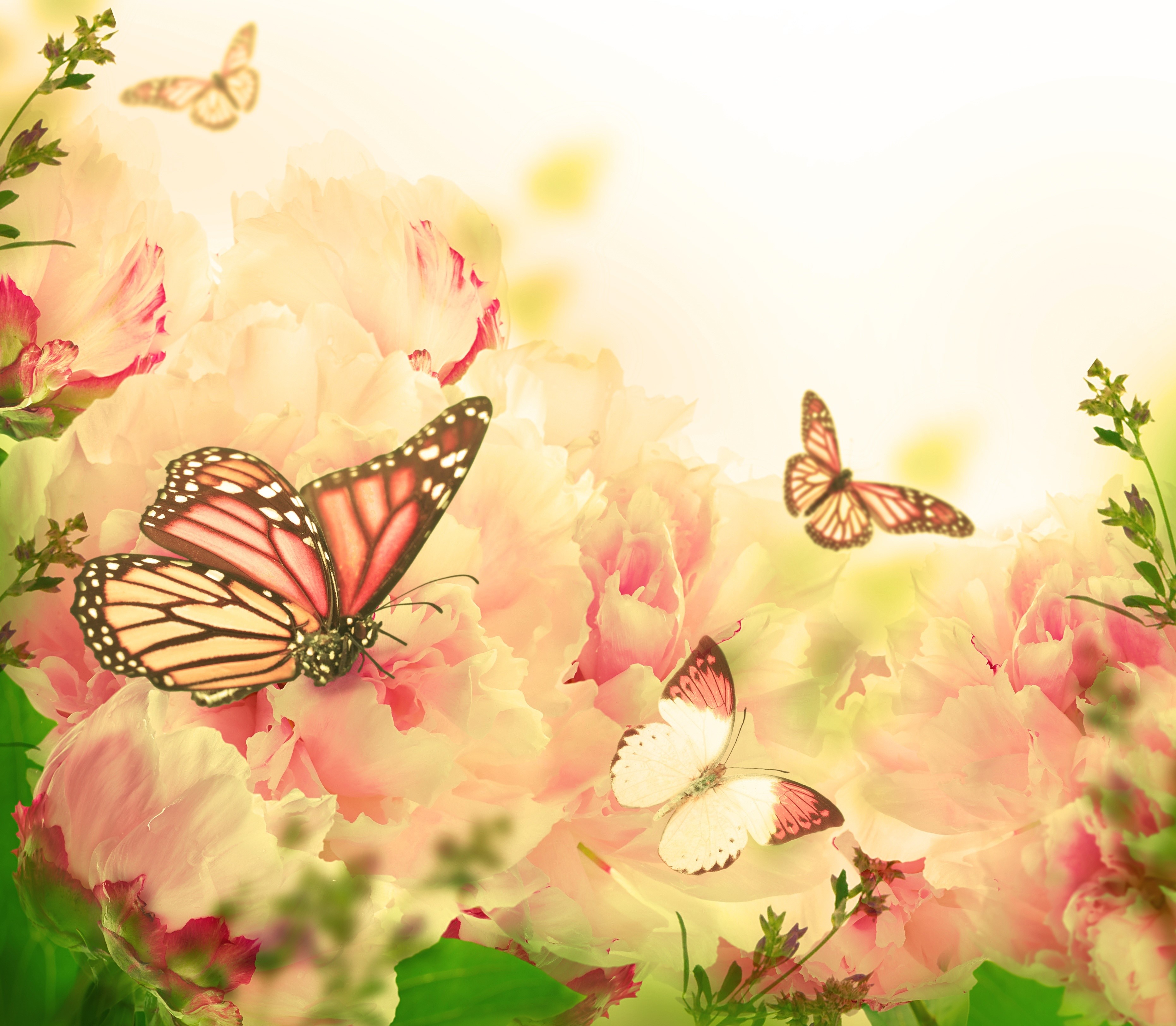 Monarch butterflies on pink peonies HD Wallpaper