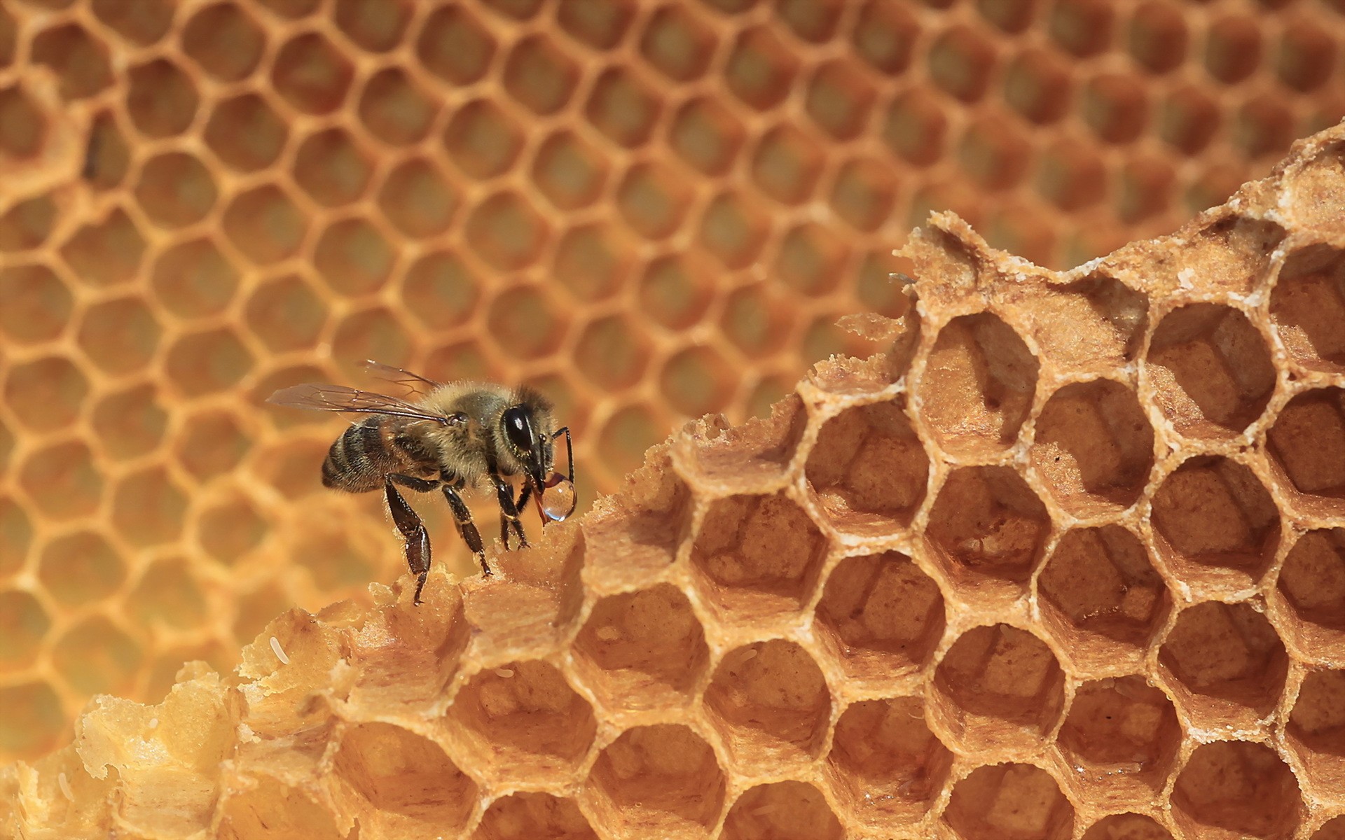 Bee on a honeycomb HD Wallpaper