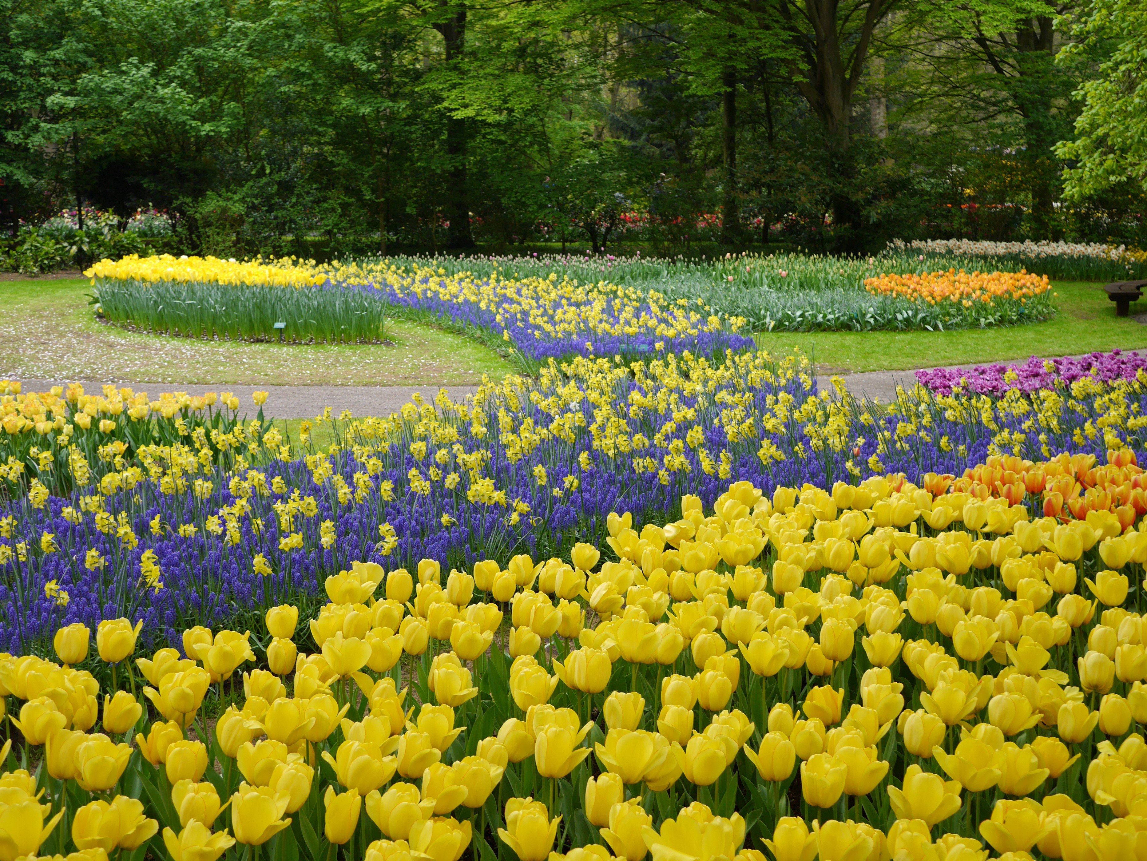 A park with many colorful tulips and flowers HD Wallpaper
