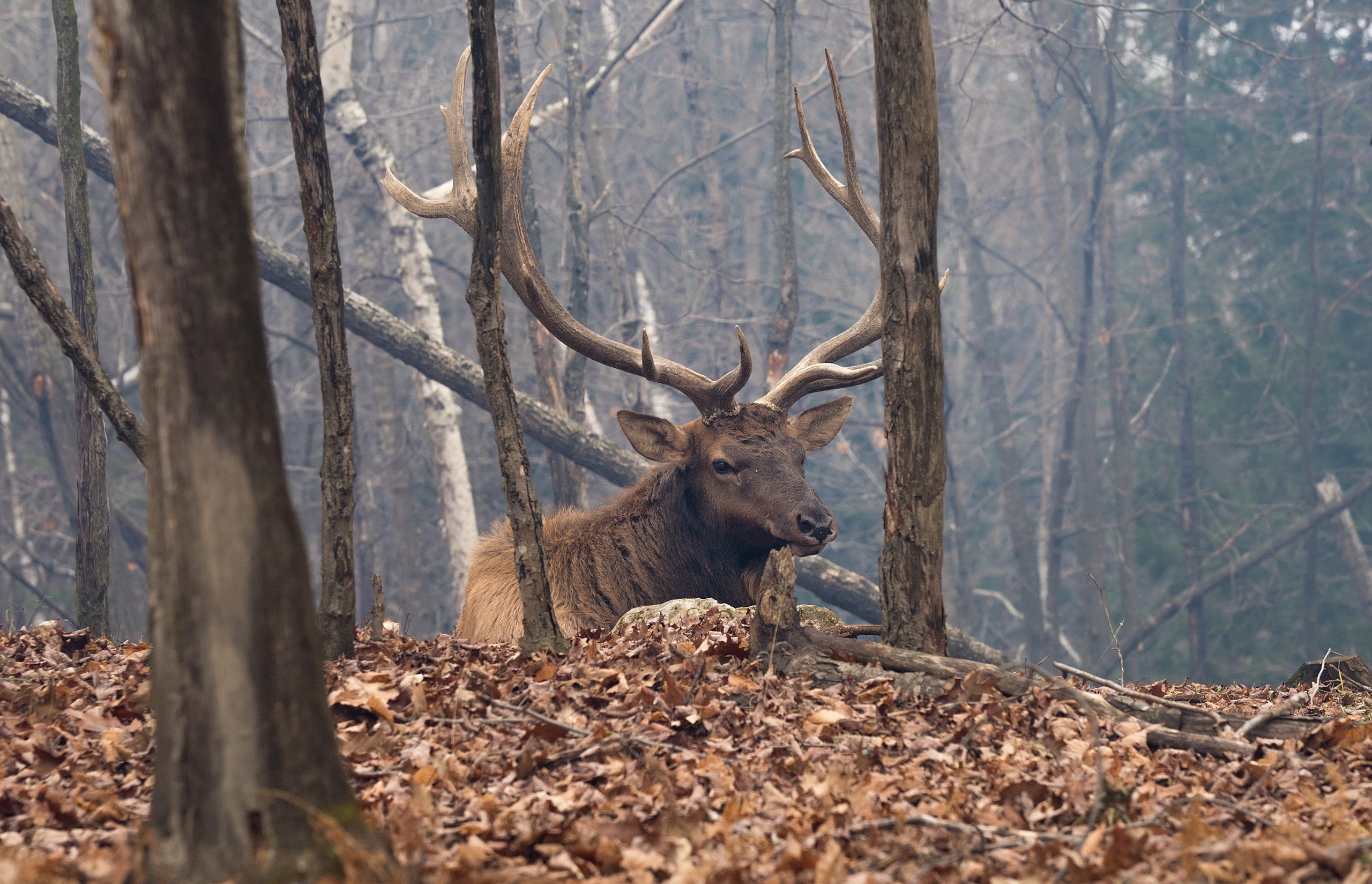 Elk with large antlers in a forest HD Wallpaper